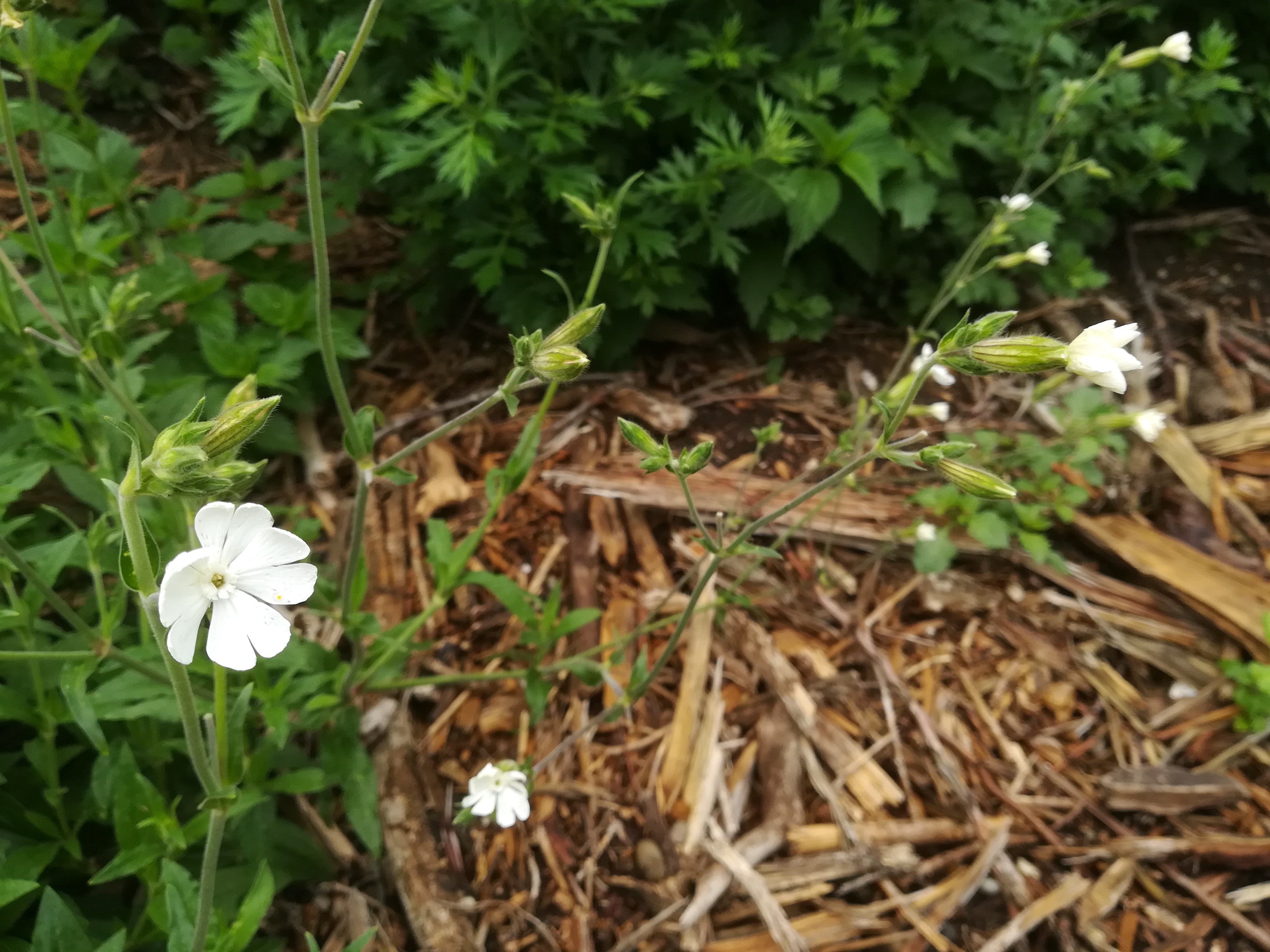 silene latifolia zw. bhf glinzendorf und raasdorf_20180614_090758.jpg