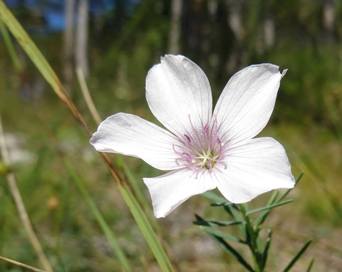 2025-09-15 DSC01428 Linum tenuifolium.JPG