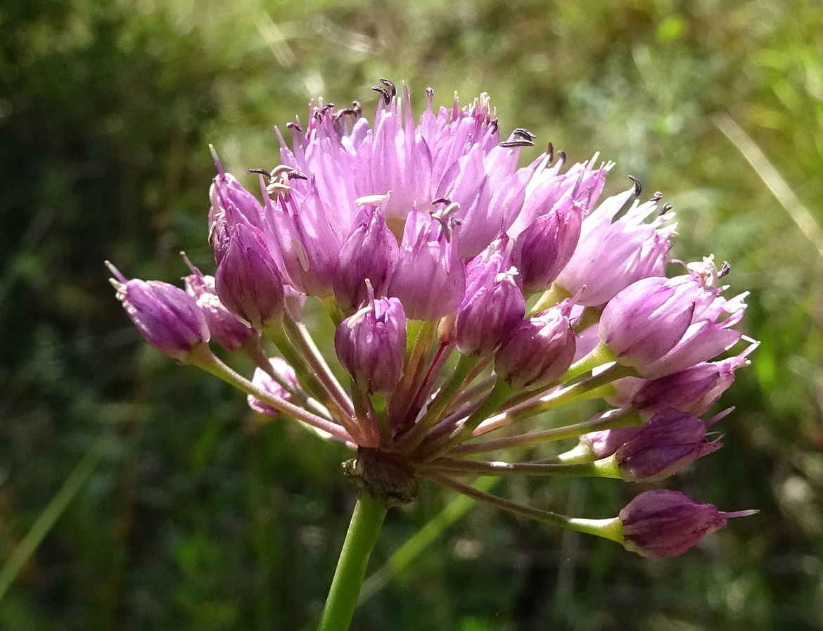 2025-09-15 DSC01444 Allium lusitanicum.JPG