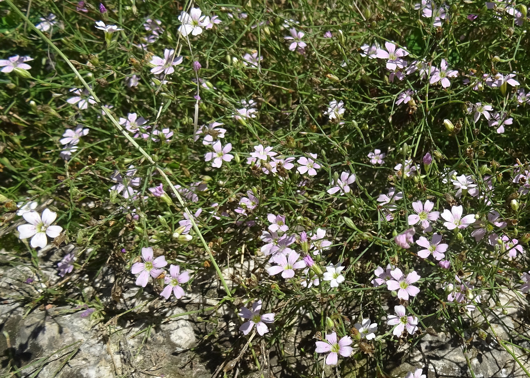 2025-09-15 DSC01459 Petrorhagia saxifraga.JPG