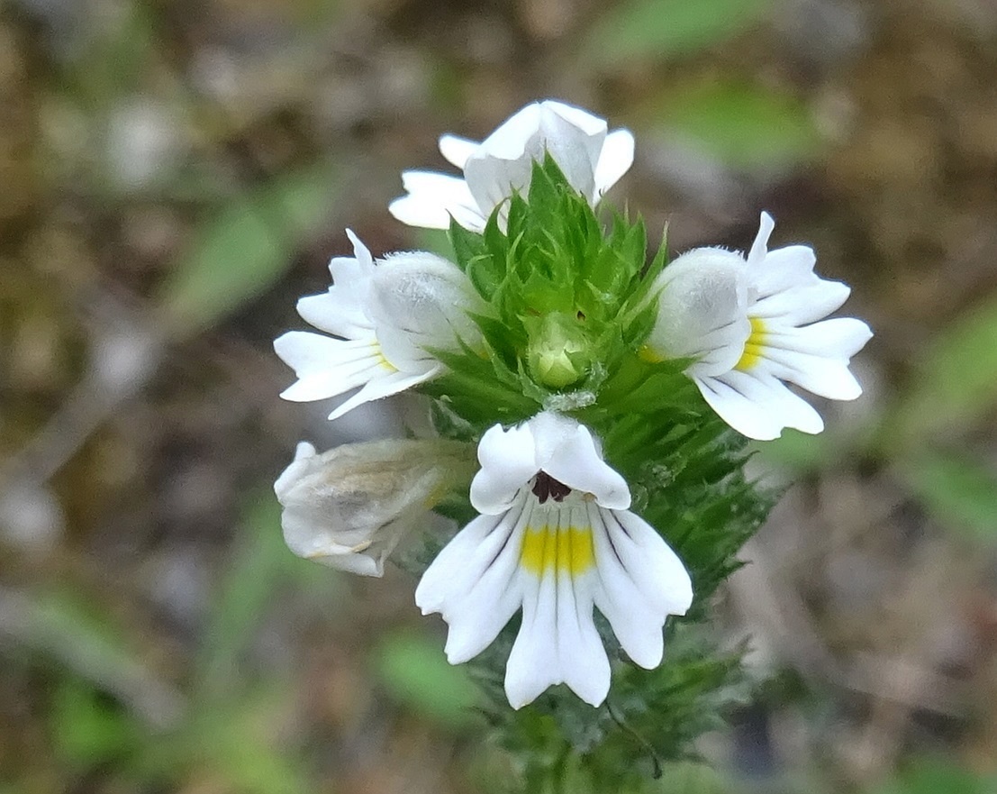 2025-09-16 DSC01520 Euphrasia salisburgensis  (s. str.).JPG