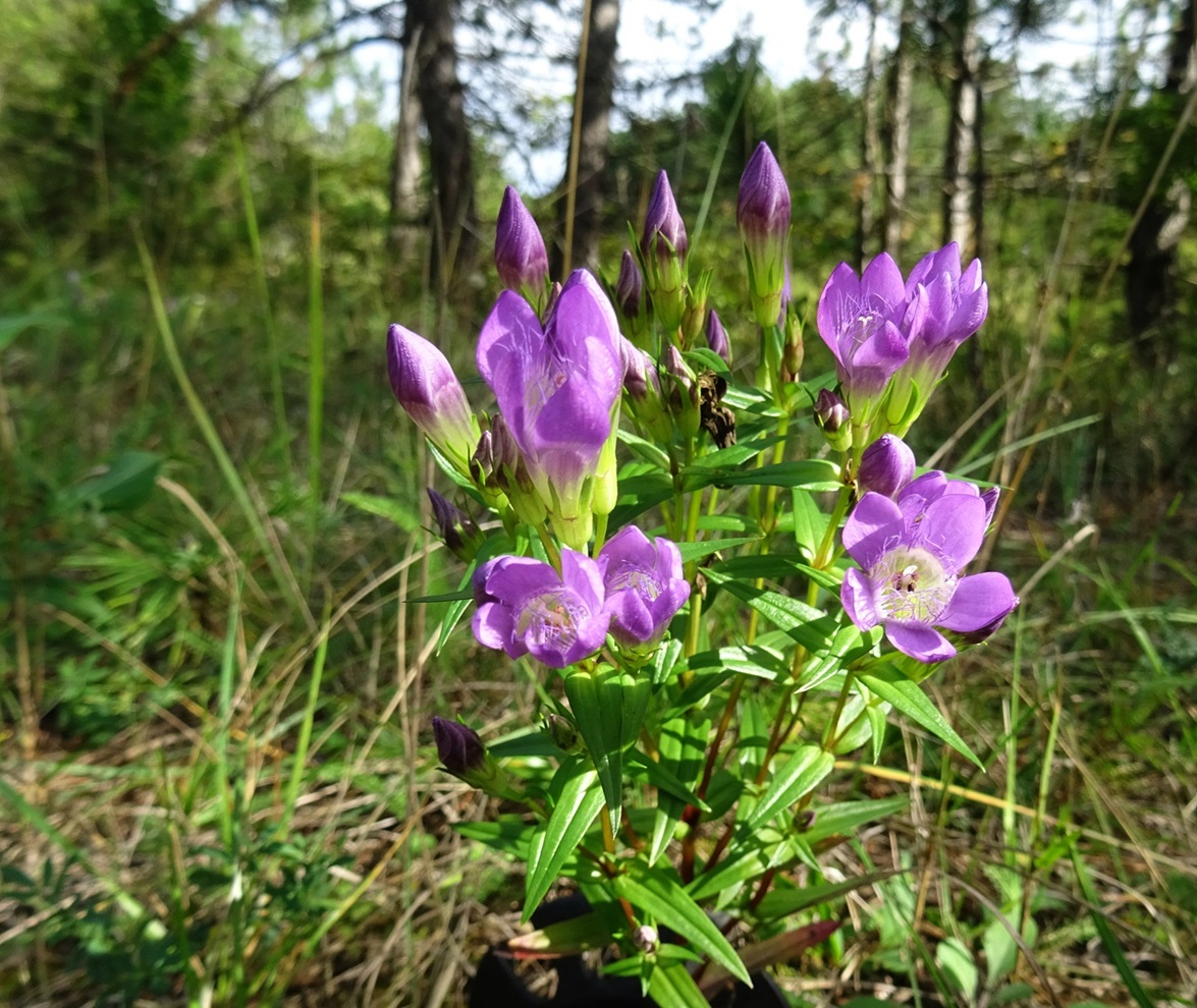 2025-09-16 DSC01545 Gentianella austriaca.JPG