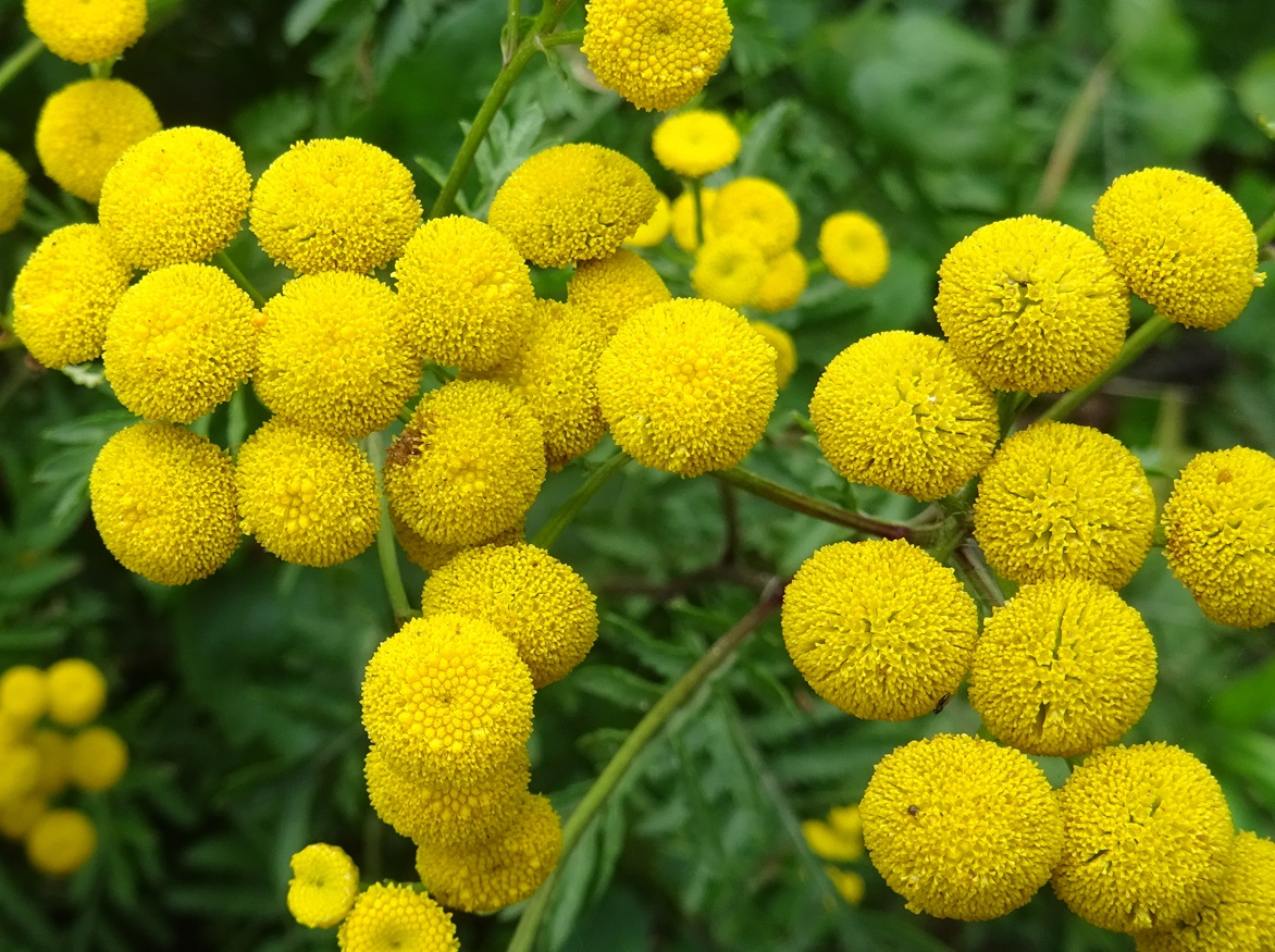 2025-09-16 DSC01582 Tanacetum vulgare.JPG