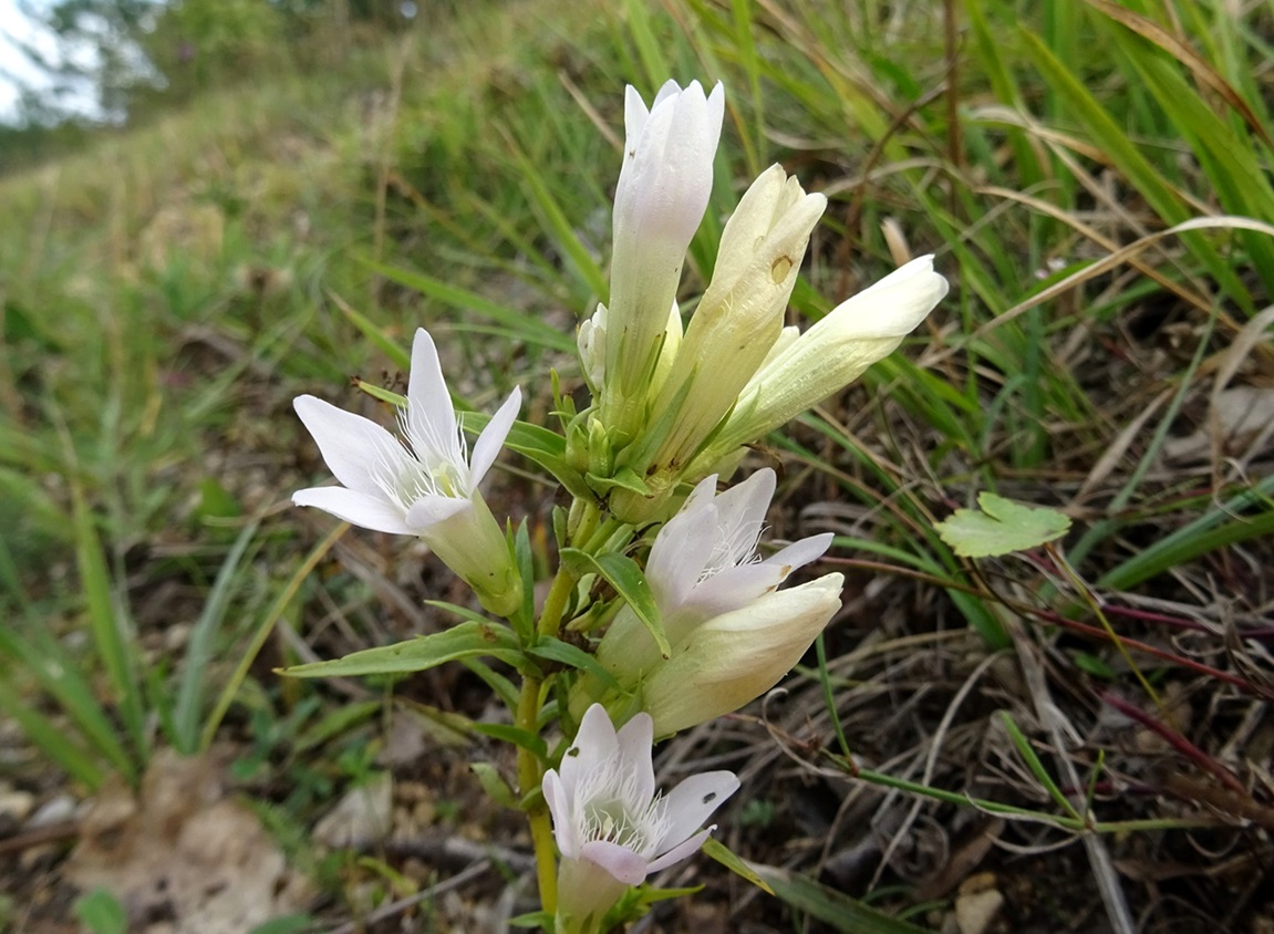 2025-09-16 DSC01591 Gentianella austriaca, albiflora.JPG