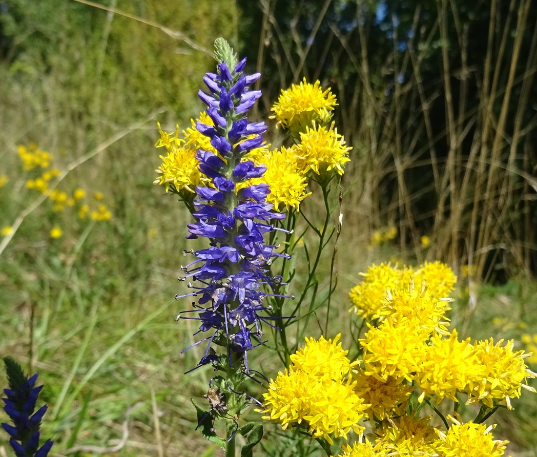 2025-09-19 DSC01662 Veronica spicata mit Galatella l..JPG