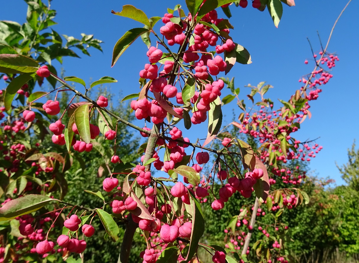 2025-09-19 DSC01706 Euonymus europaeu.JPG