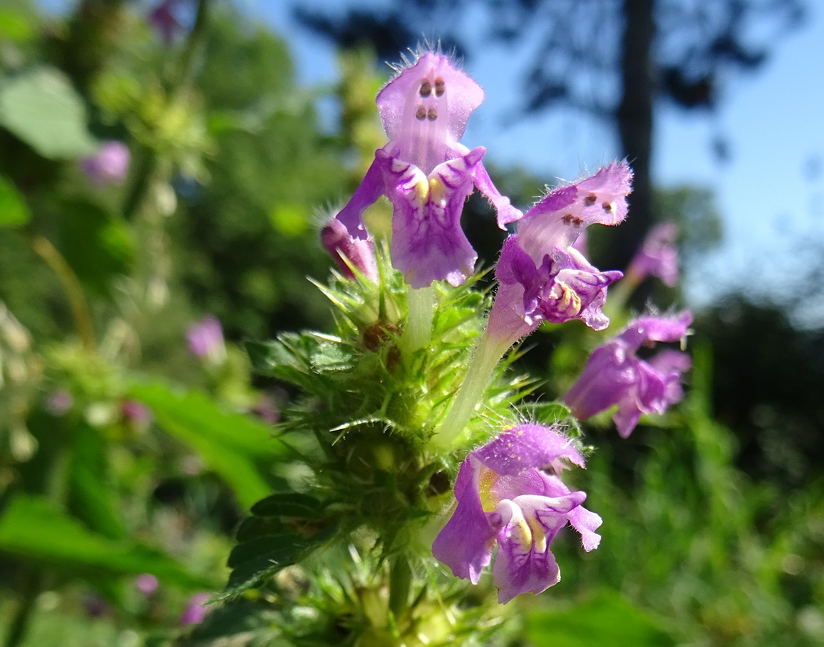2025-09-20 DSC01732 Galeopsis pubescens subsp. pubescens.JPG