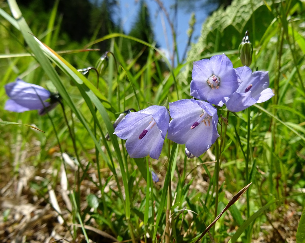 2025-06-18 DSC02234 Campanula aggr..JPG
