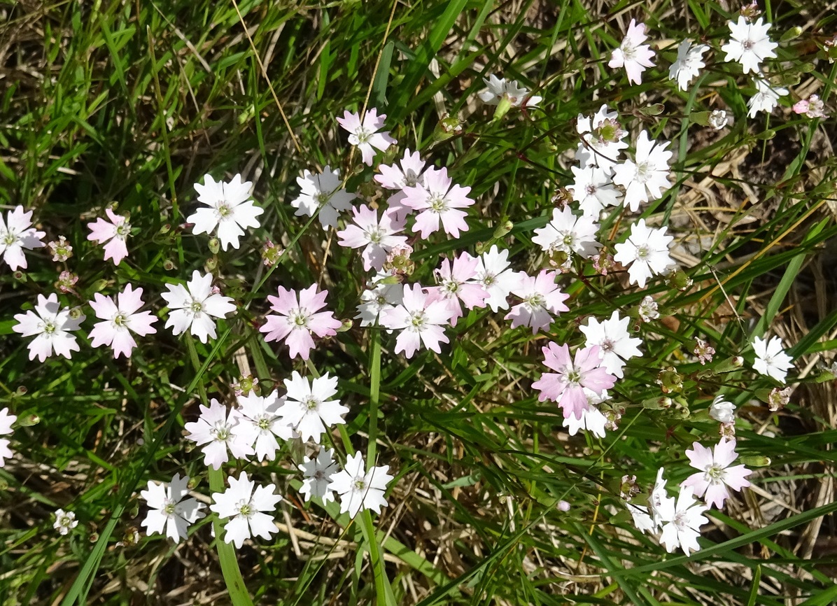 2025-06-20 DSC03012 Heliosperma alpestre.JPG