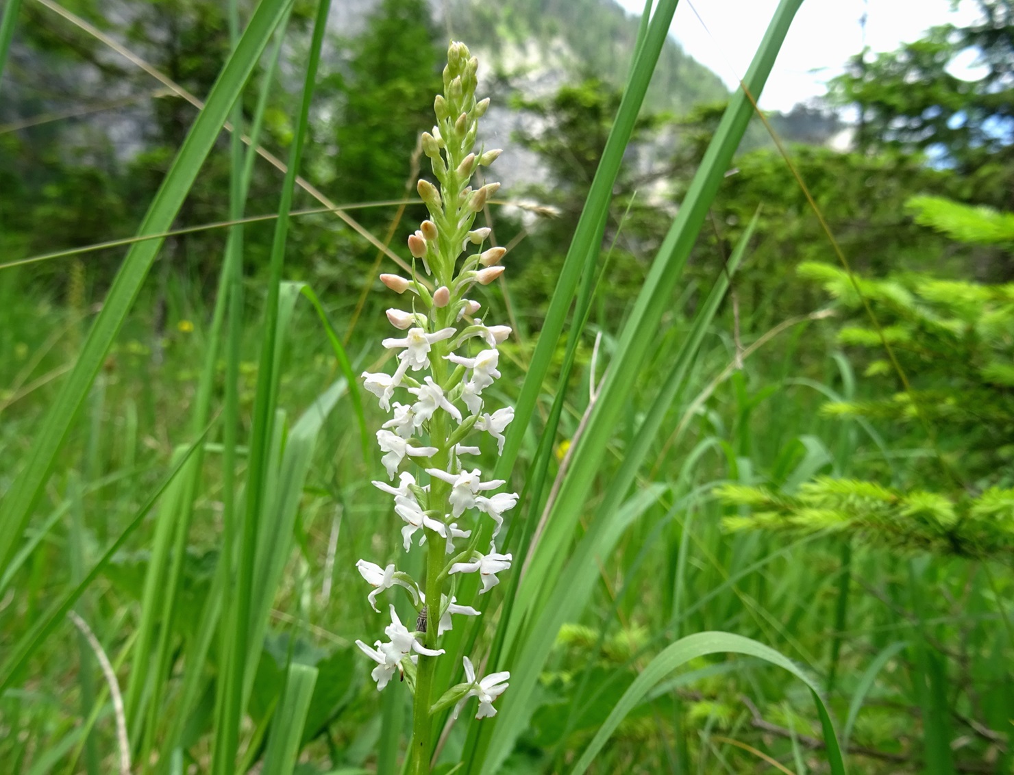 2025-06-20 DSC03042 Gymnadenia odoratissima.JPG