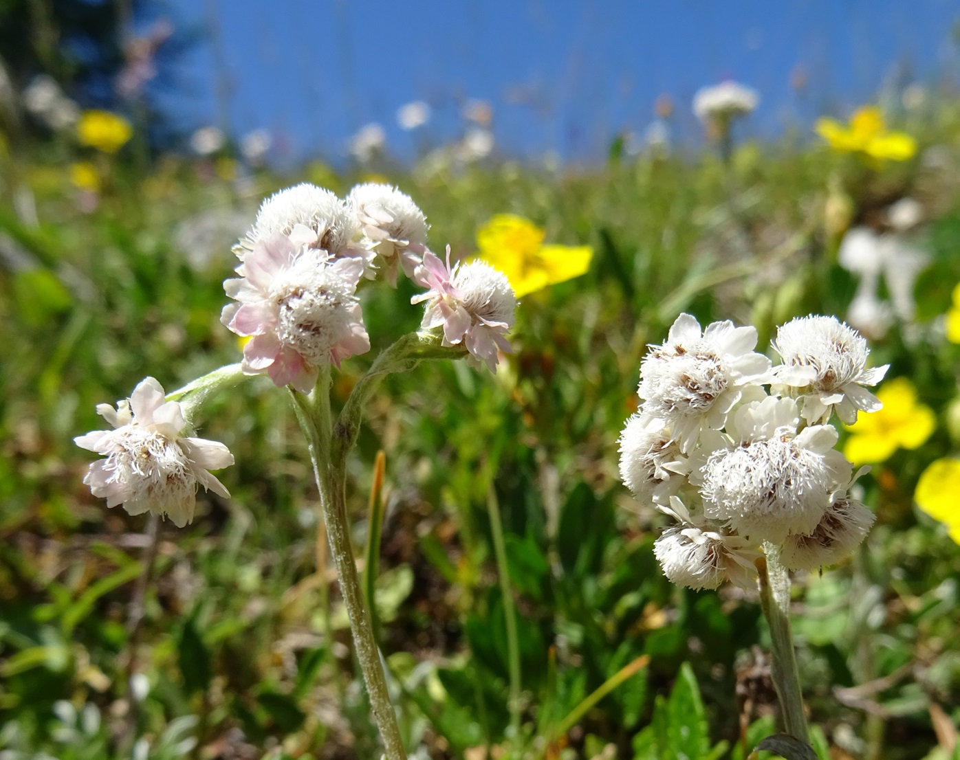 2025-07-01 DSC05494 Antennaria dioica.JPG