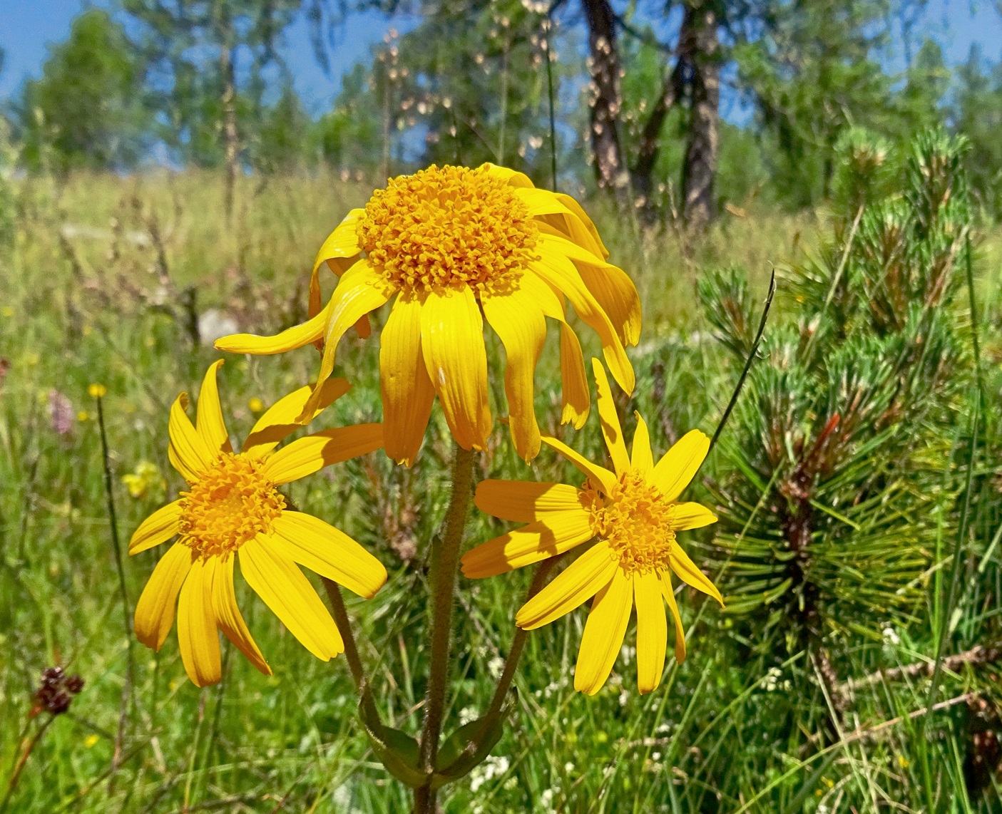 2025-07-01 DSC05494 Arnica montana.jpg