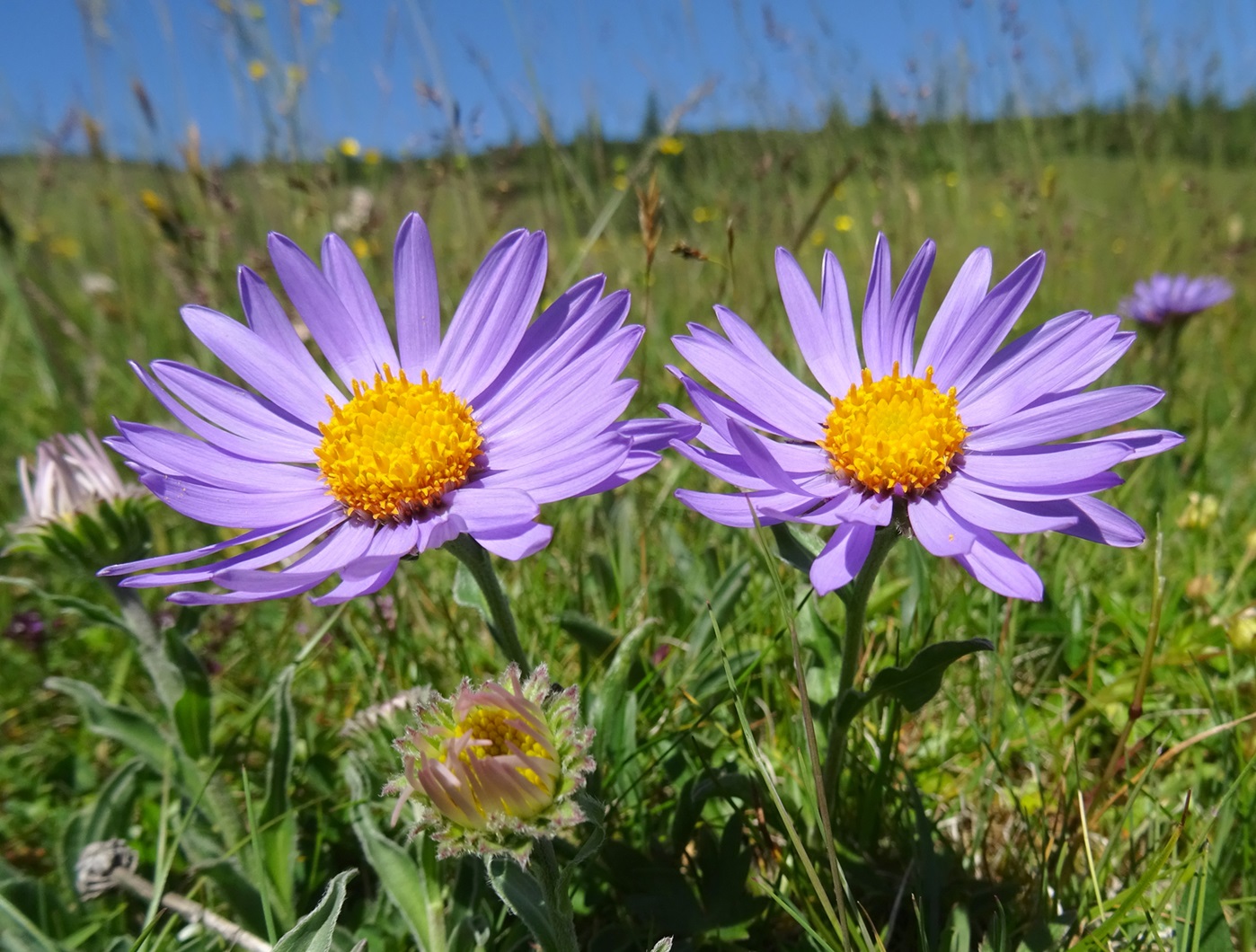 2025-07-01 DSC05494 Aster alpinus.JPG