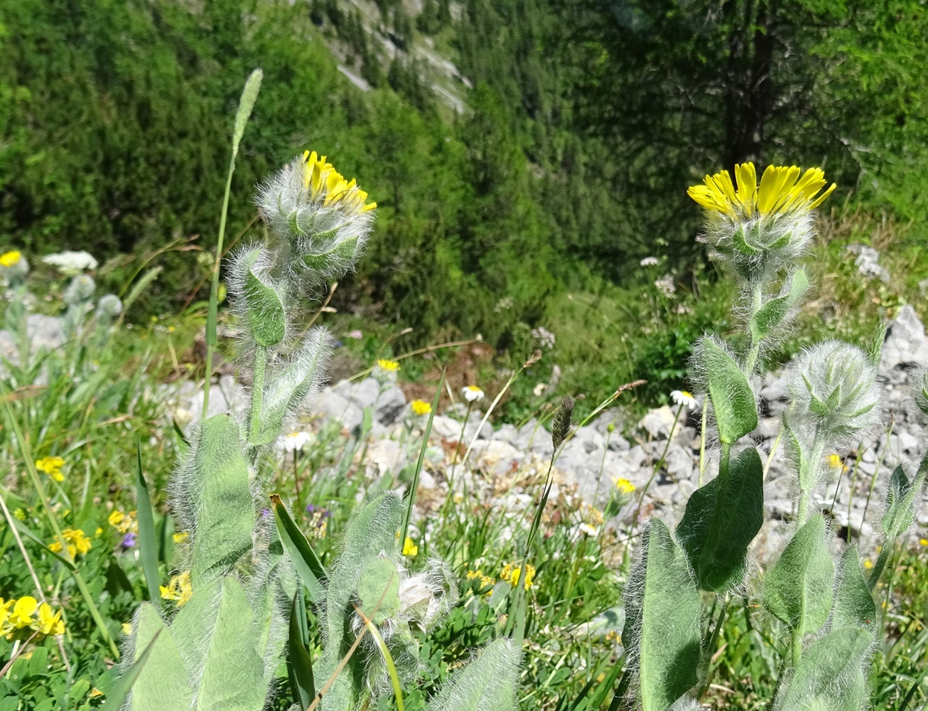 2025-07-01 DSC05494 Hieracium villosum.JPG