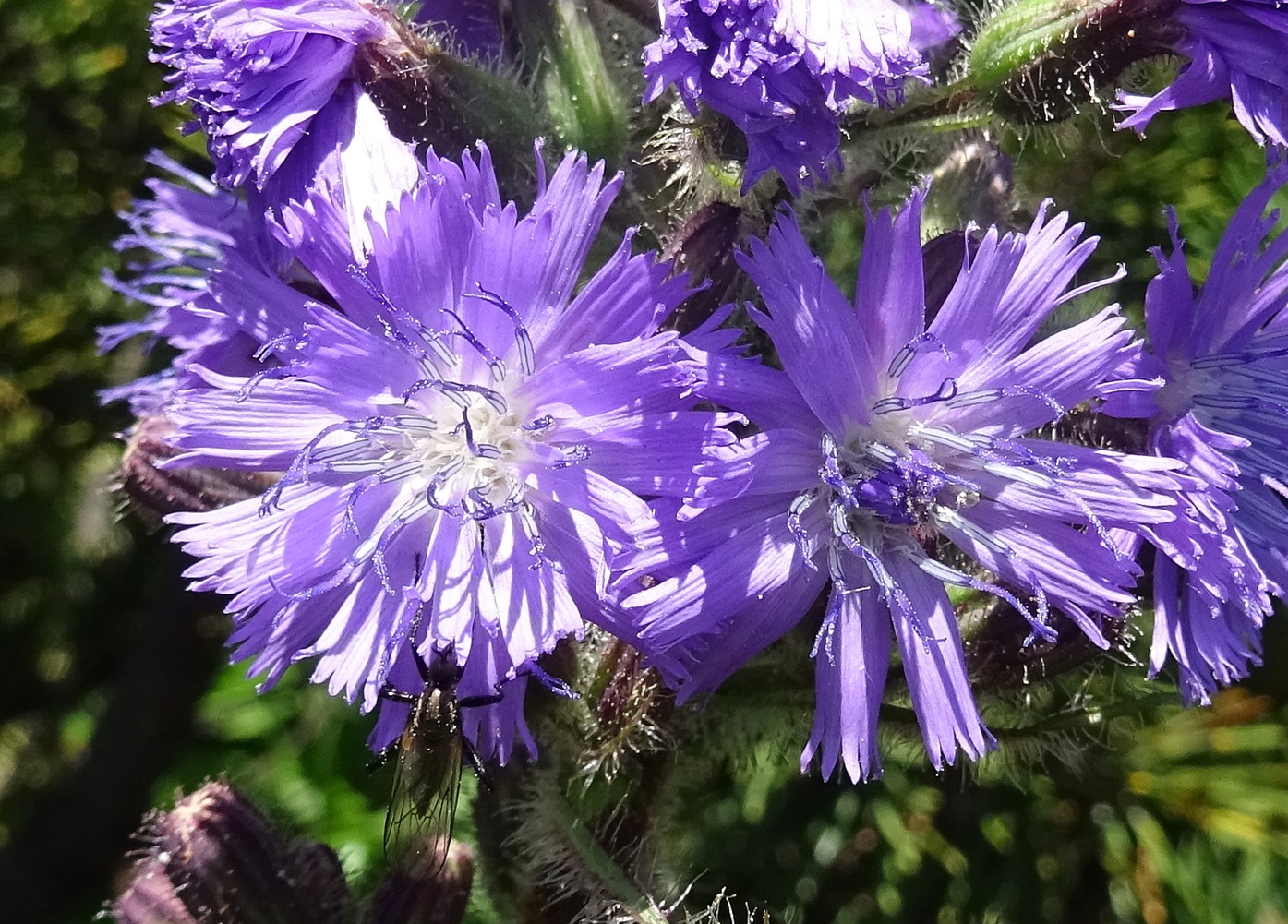2025-07-01 DSC05494 Lactuca alpina.JPG