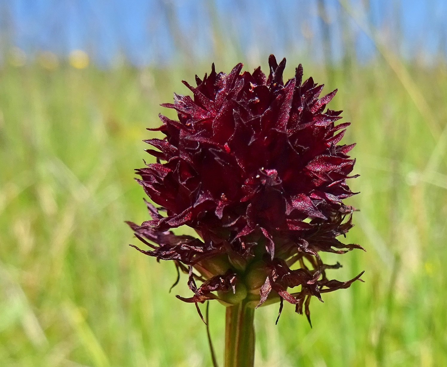 2025-07-01 DSC05494 Nigritella nigra  (subsp. austriaca).jpg