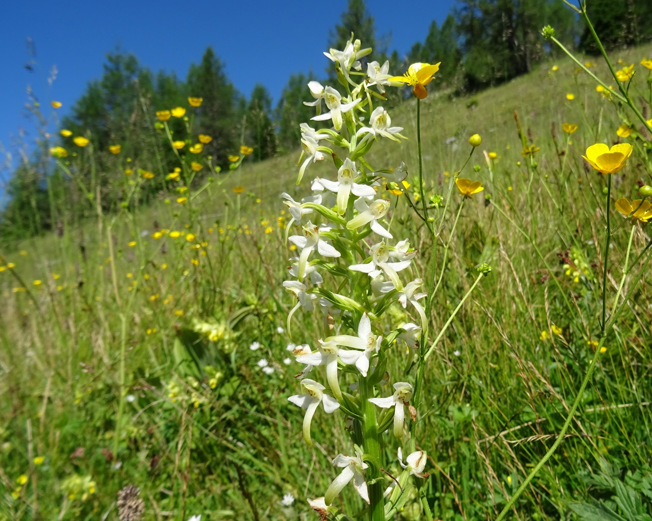 2025-07-01 DSC05494 Platanthera bifolia.JPG