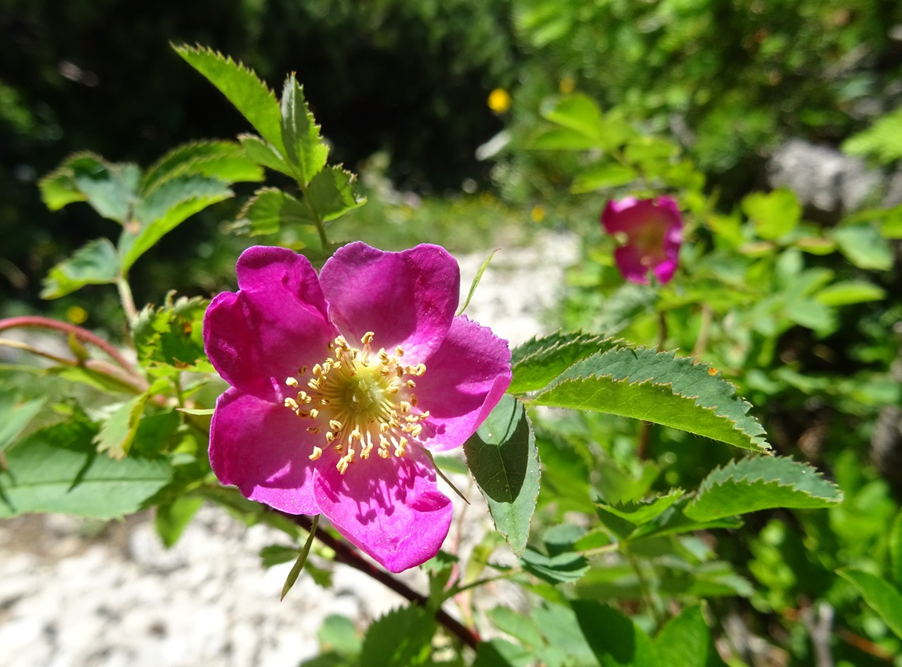 2025-07-01 DSC05494 Rosa pendulina cf..JPG