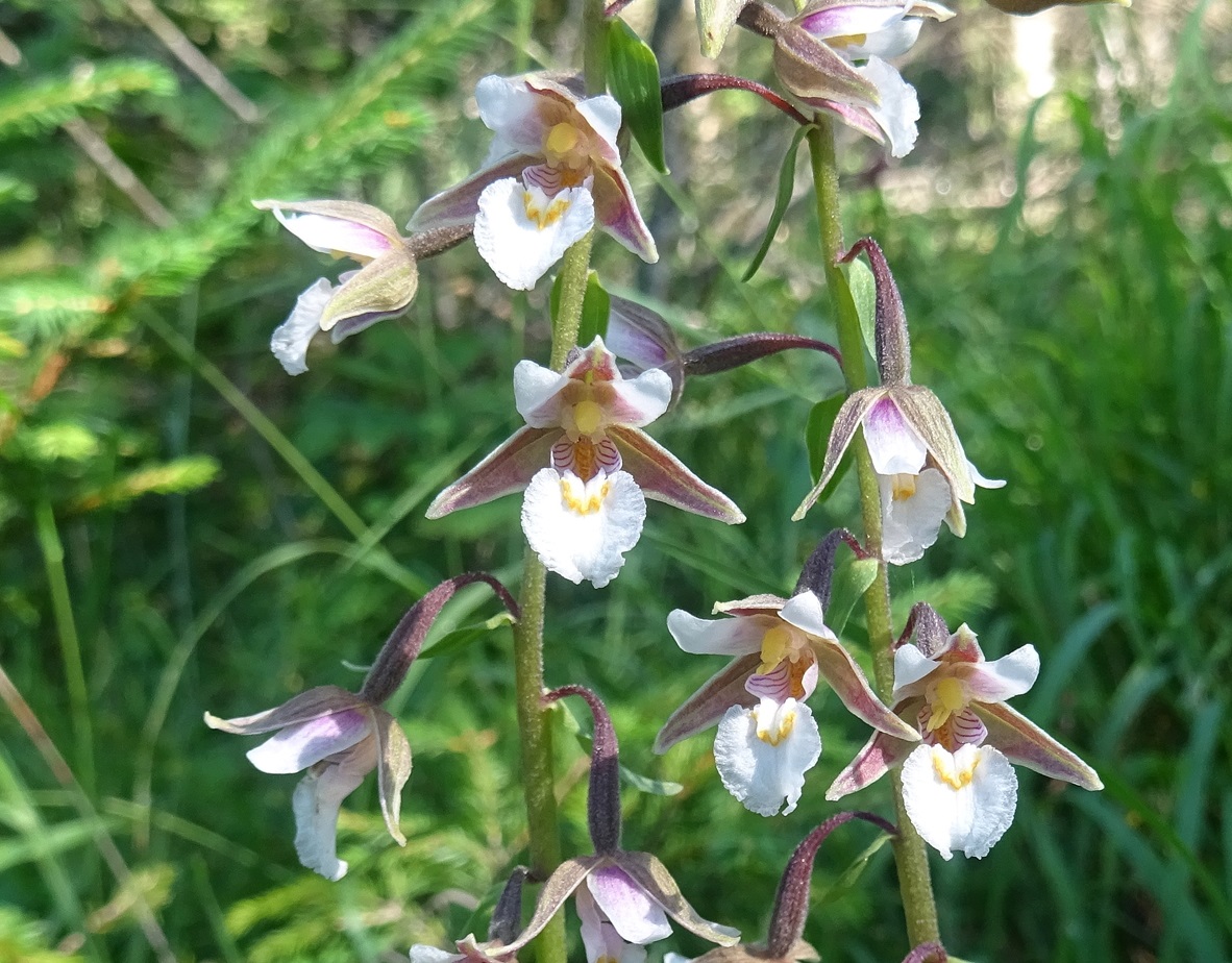 2025-07-19 DSC08166 Epipactis palustris.JPG