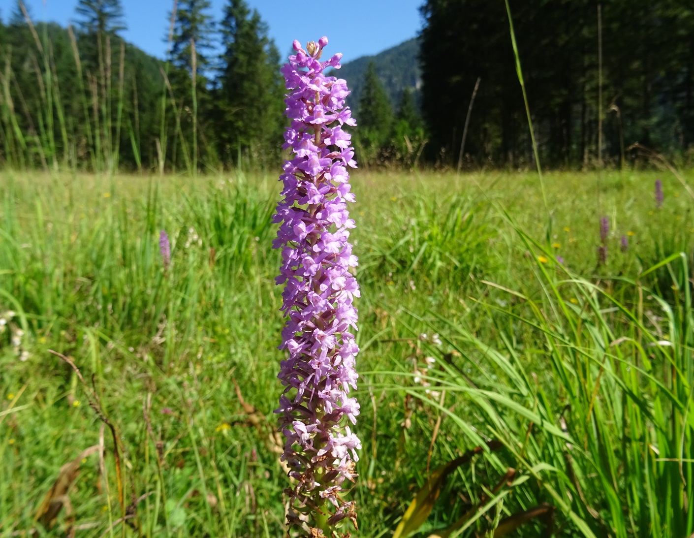 2025-07-19 DSC08233 Gymnadenia conospea, densiflora.JPG