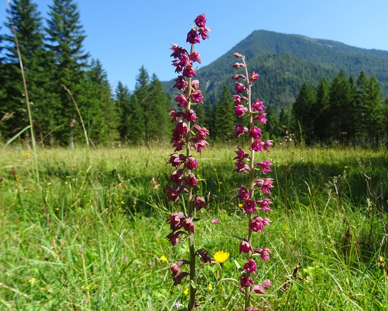 2025-07-19 DSC08273 Epipactis atrorubens.JPG