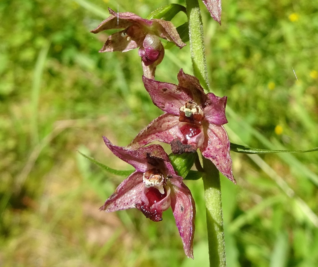 2025-07-19 DSC08307 Epipactis distans.JPG