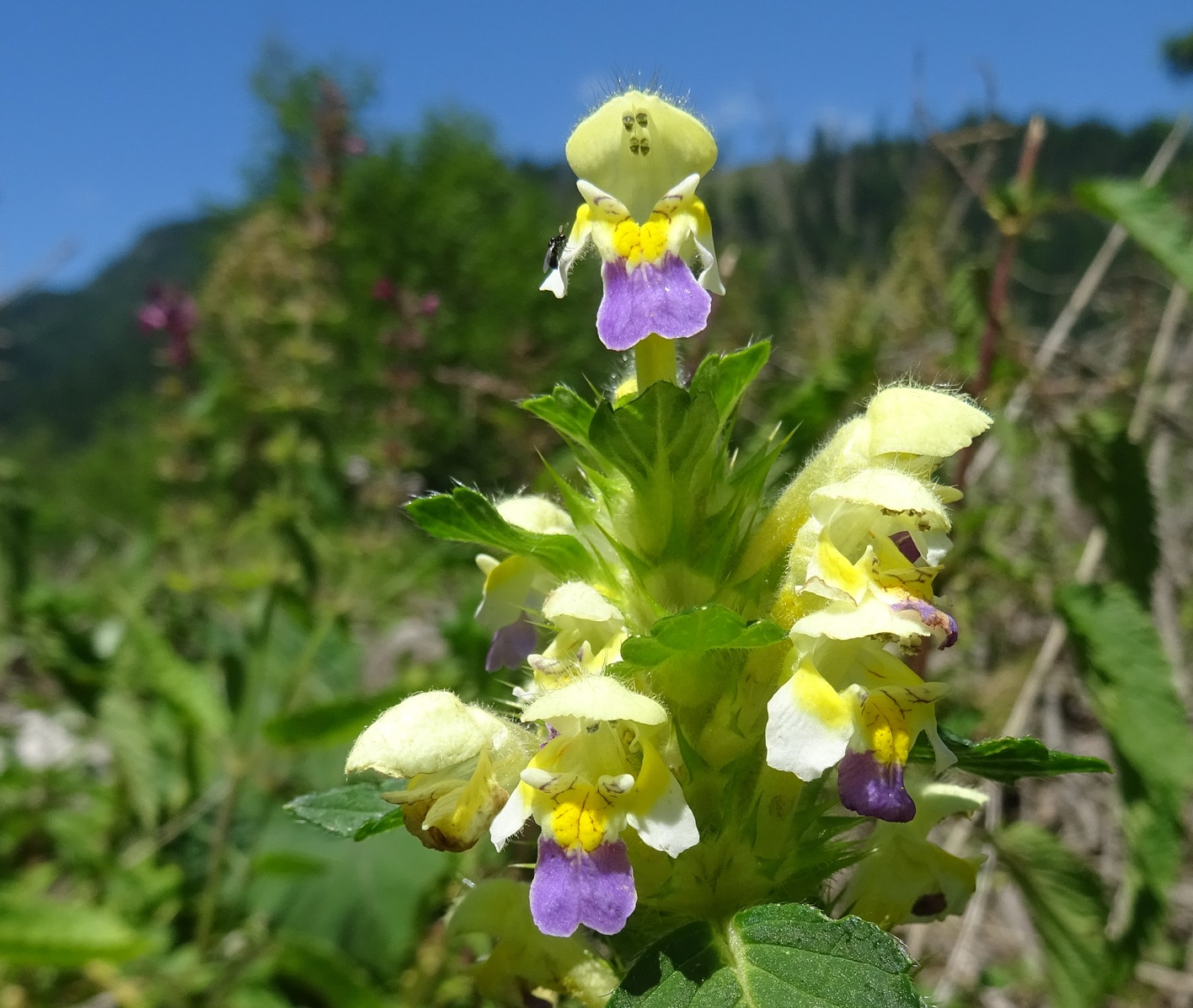 2025-07-19 DSC08511 Galeopsis speciosa.JPG