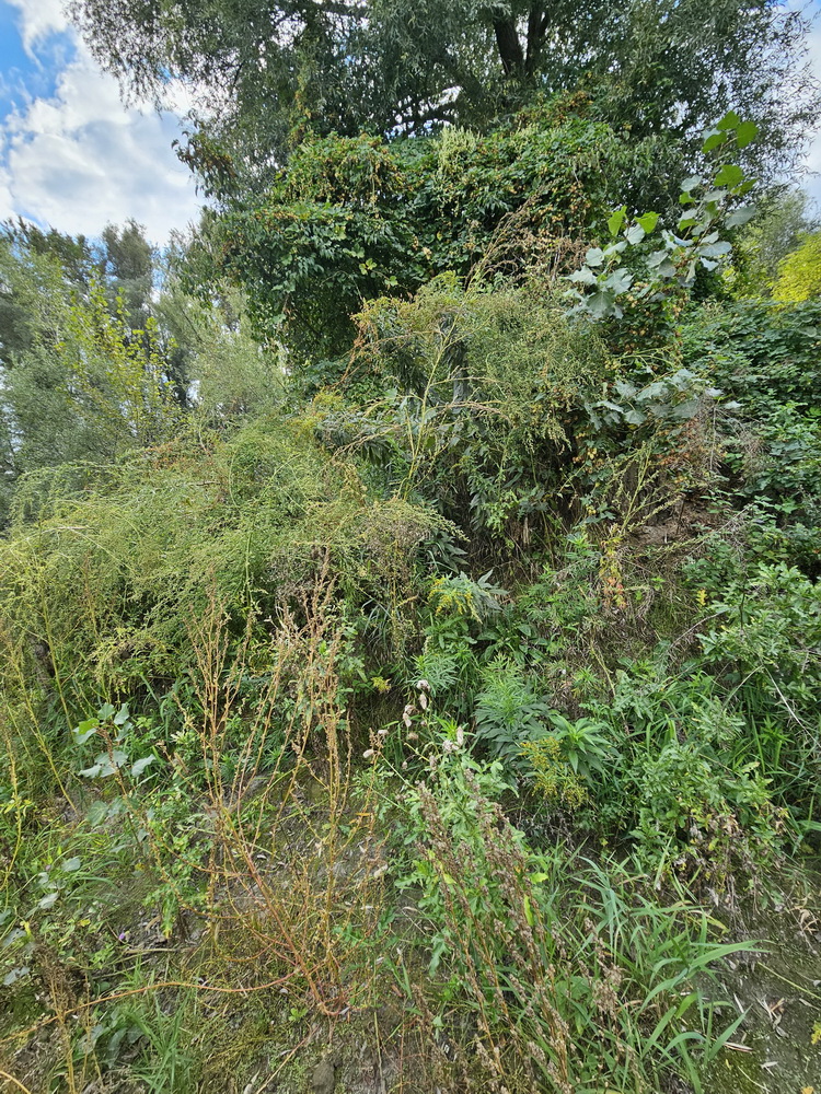 Chenopodium album 1.jpg