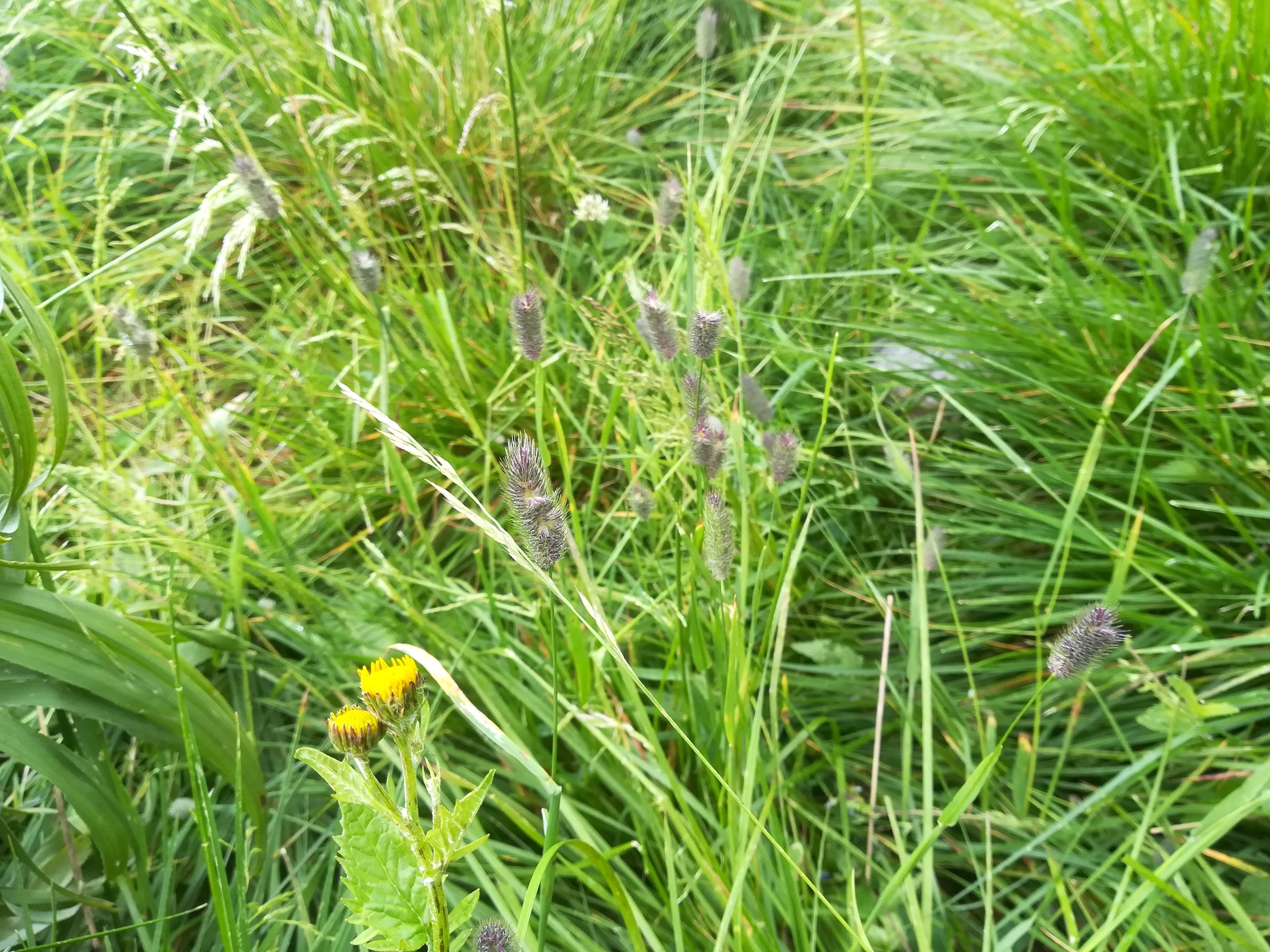 phleum rhaeticum schneeberg losenheim - ochsenboden_20180615_132248.jpg