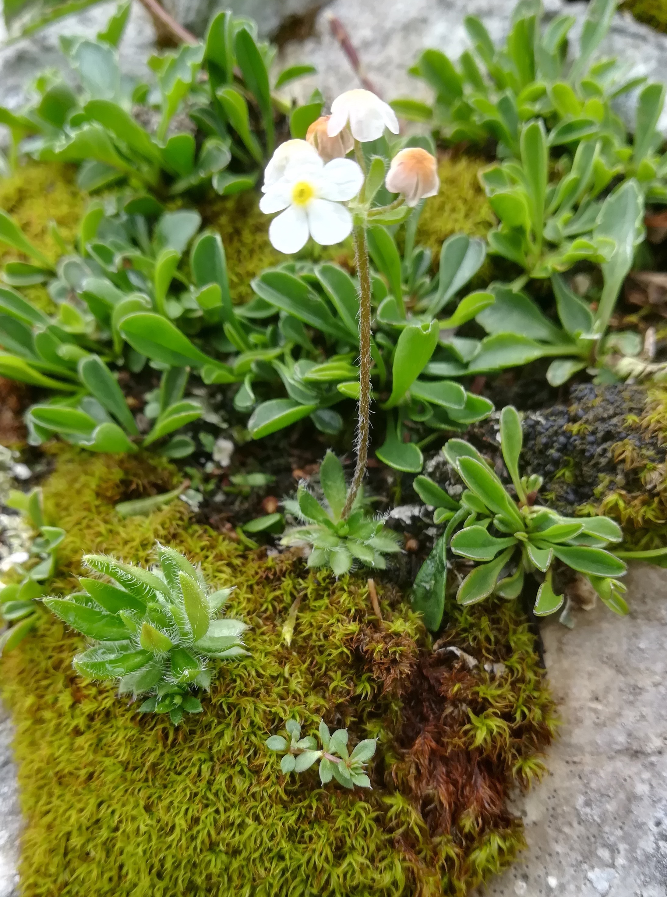 androsace chamaejasme schneeberg losenheim - ochsenboden_20180615_130642.jpg