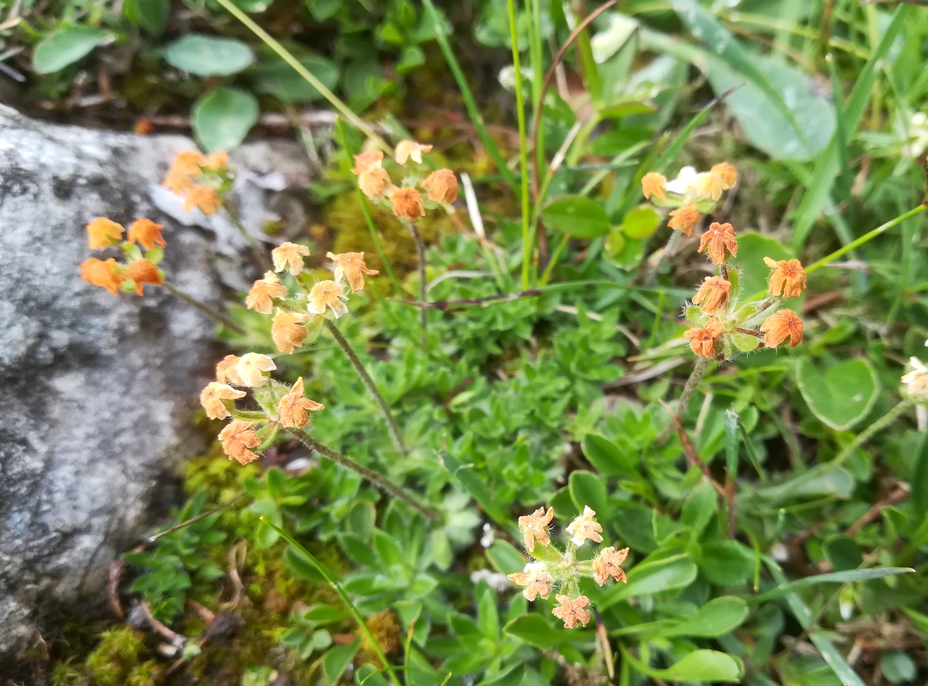 androsace chamaejasme schneeberg losenheim - ochsenboden_20180615_130852.jpg