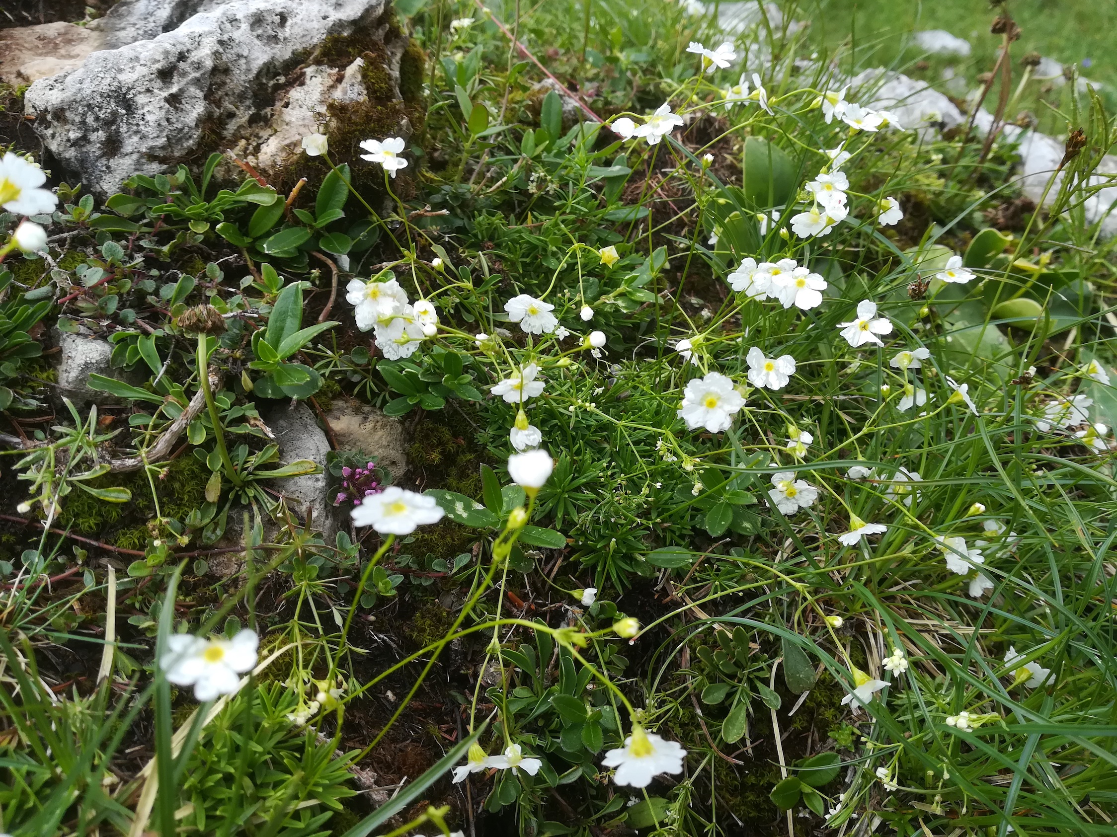 androsace lactea schneeberg losenheim - ochsenboden_20180615_130928.jpg