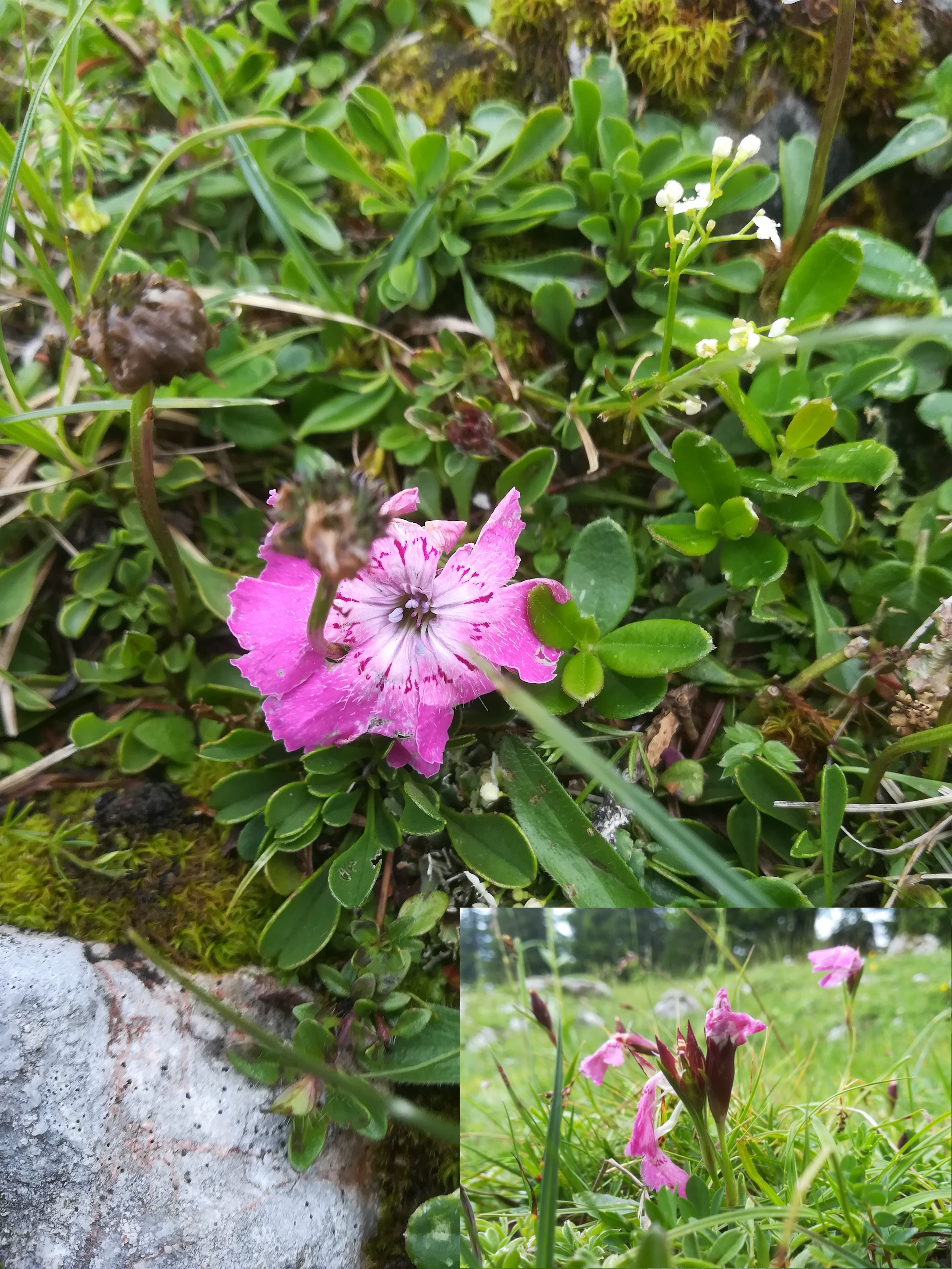 dianthus alpinus schneeberg losenheim - ochsenboden_20180615_130310.jpg