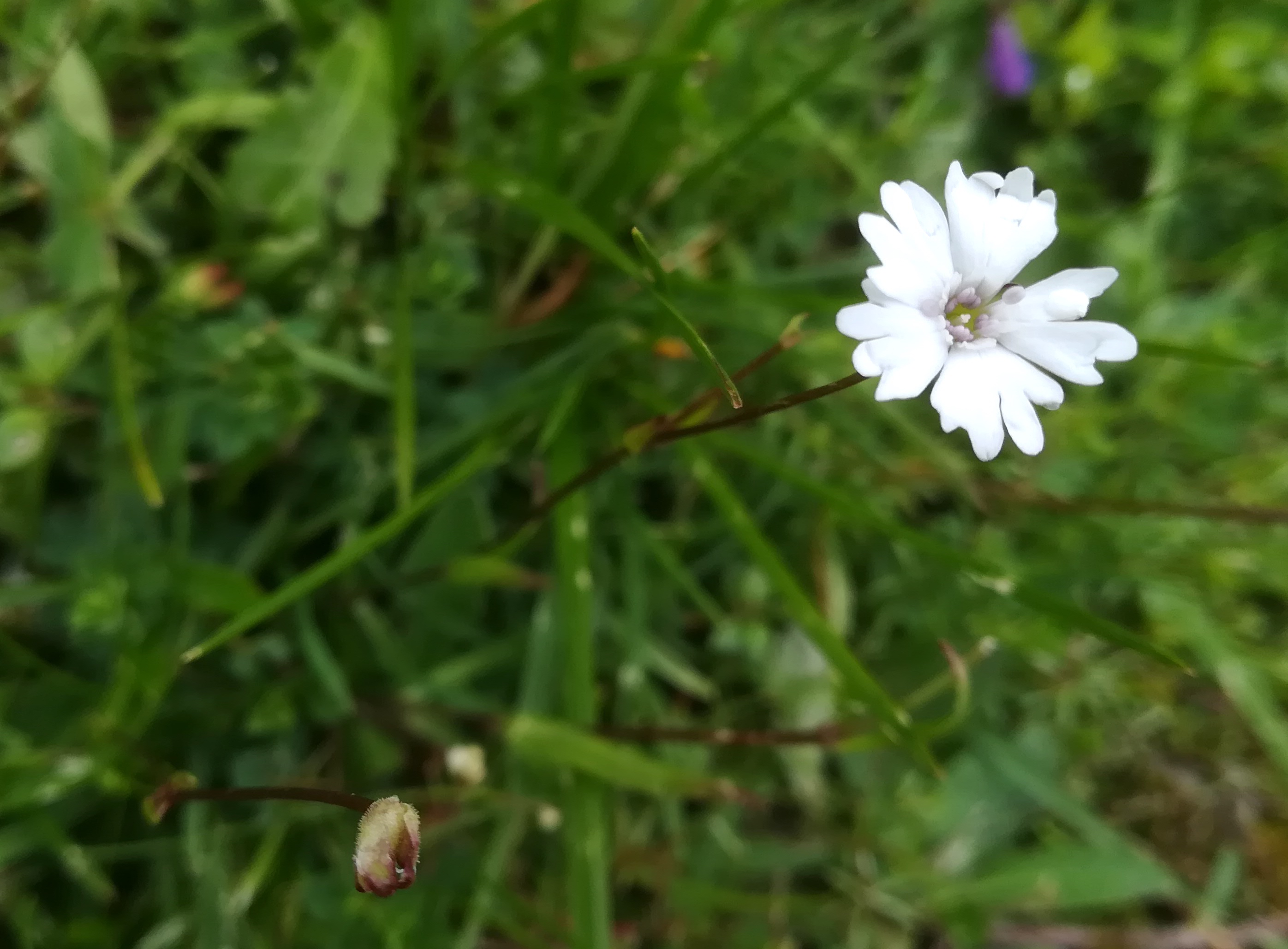 heliosperma pusillum subsp. pusillum schneeberg losenheim - ochsenboden_20180615_132958.jpg