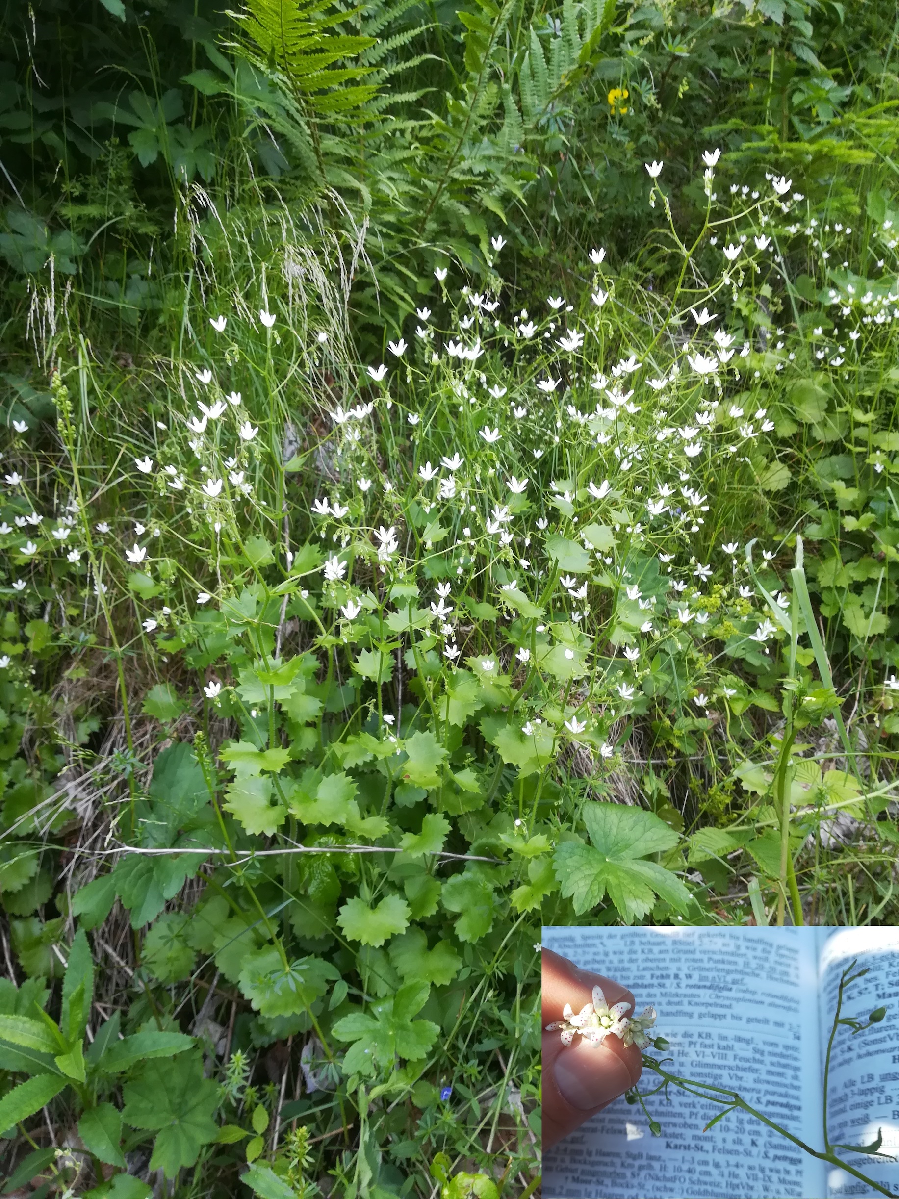 saxifraga rotundifolia schneeberg losenheim - ochsenboden_20180615_155554.jpg