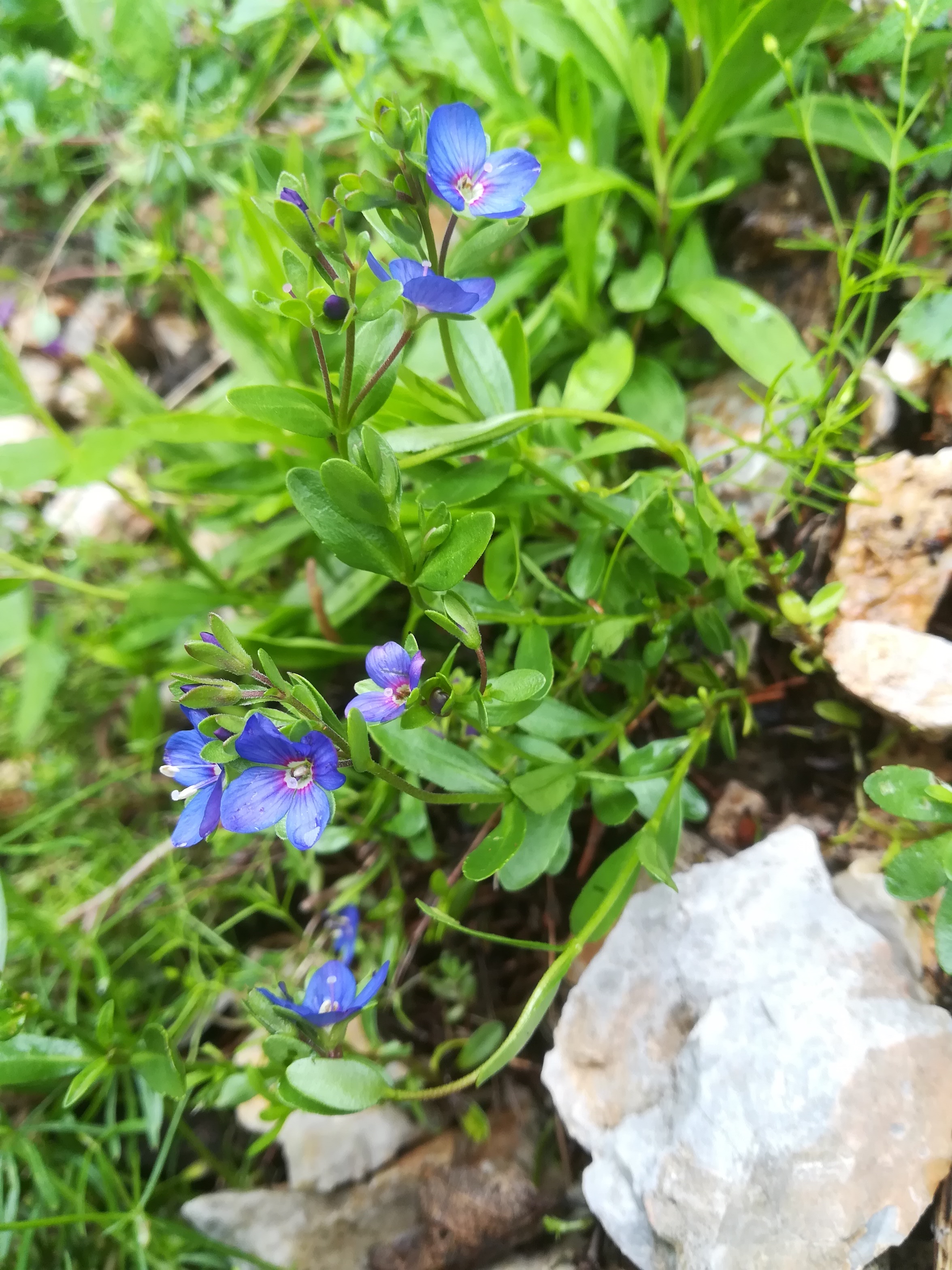 veronica fruticans schneeberg losenheim - ochsenboden_20180615_111802.jpg