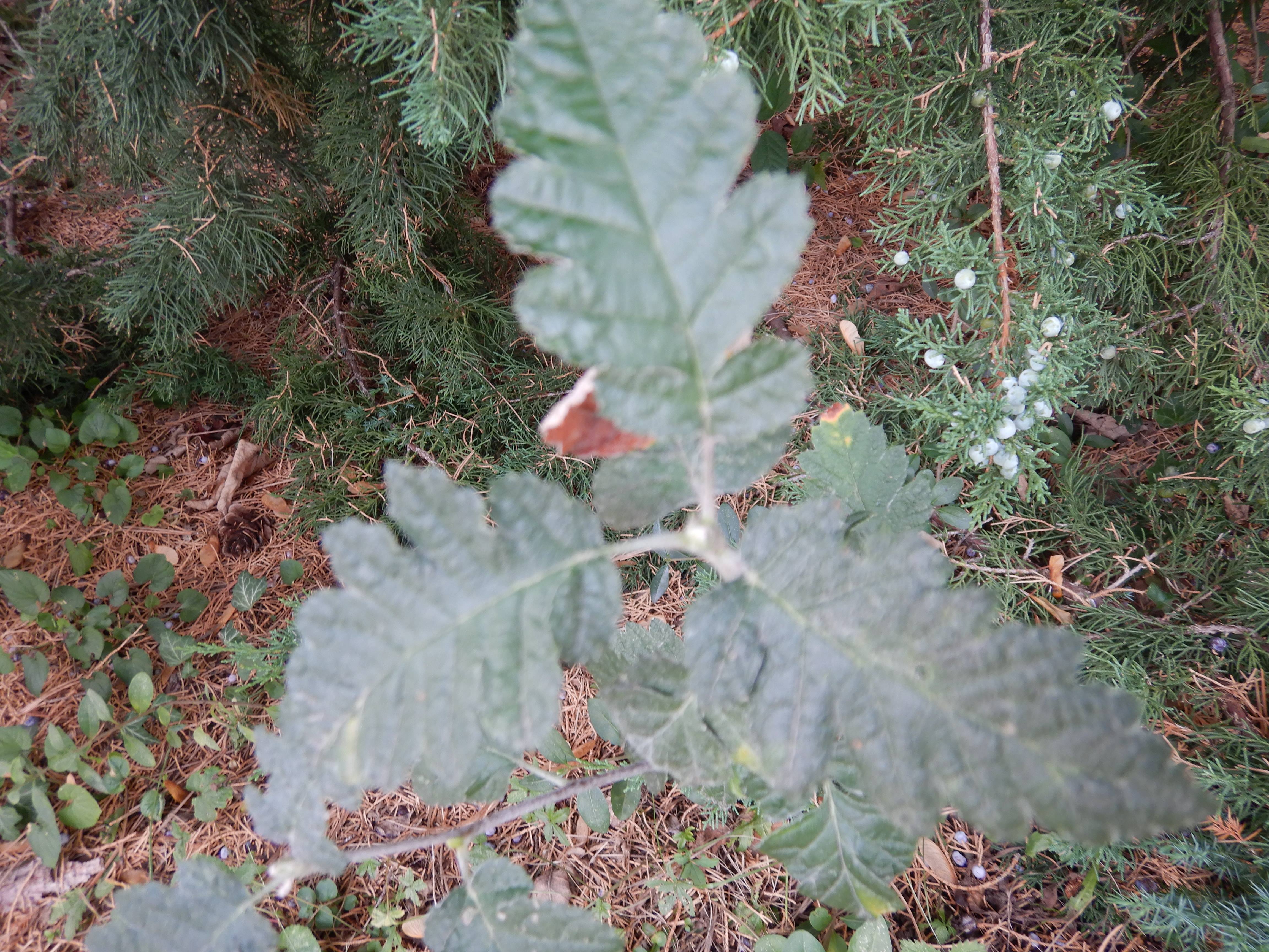 DSCN0979 2025-09-18 Wien-Dornbach Sorbus.jpg