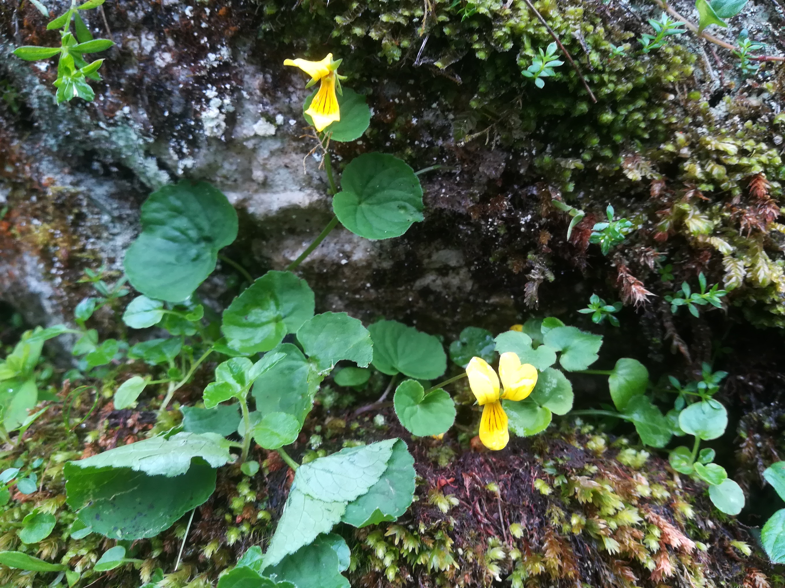 viola biflora schneeberg losenheim - ochsenboden_20180615_123442.jpg