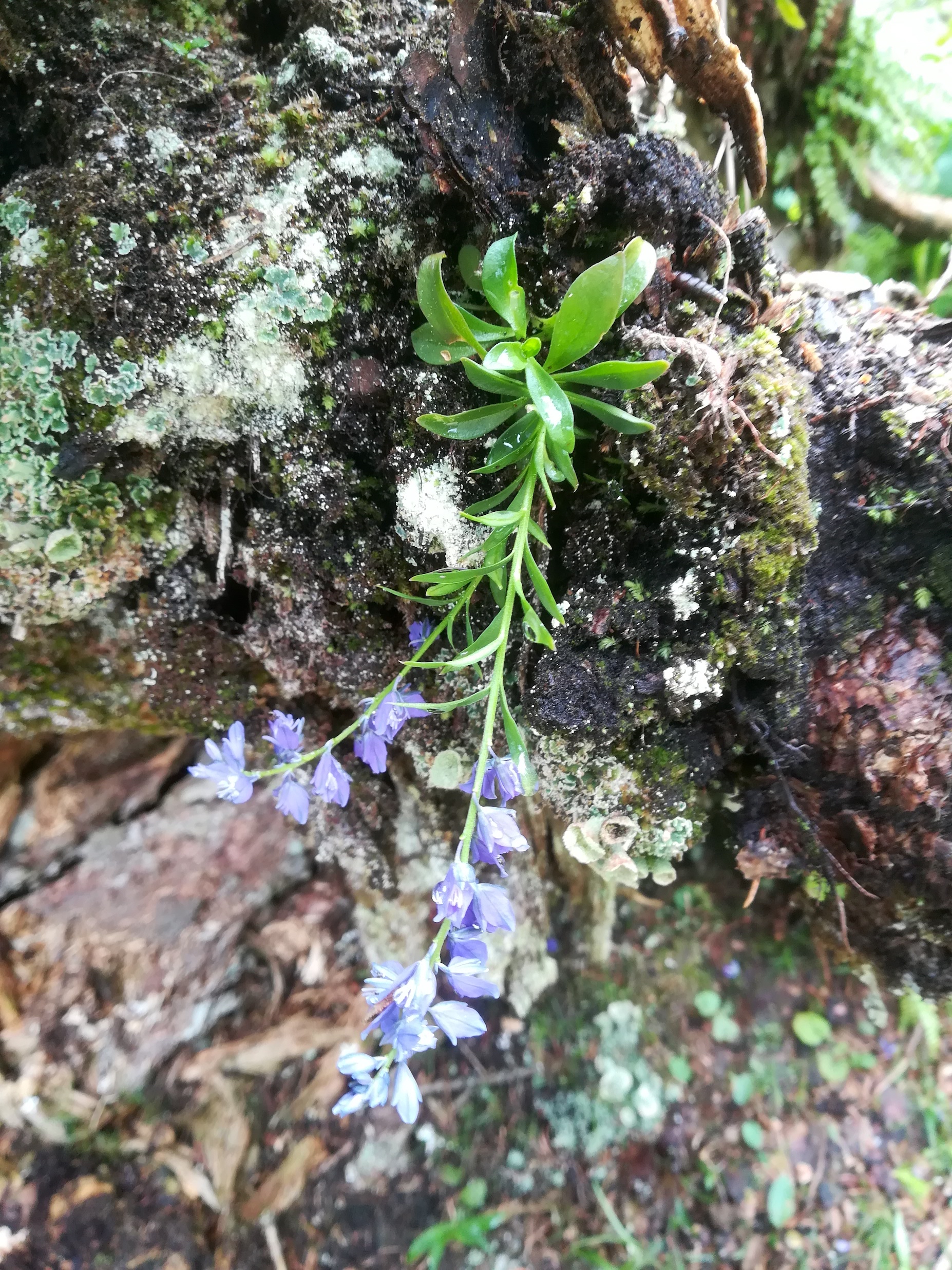 polygala amara schneeberg losenheim - ochsenboden_20180615_141913.jpg