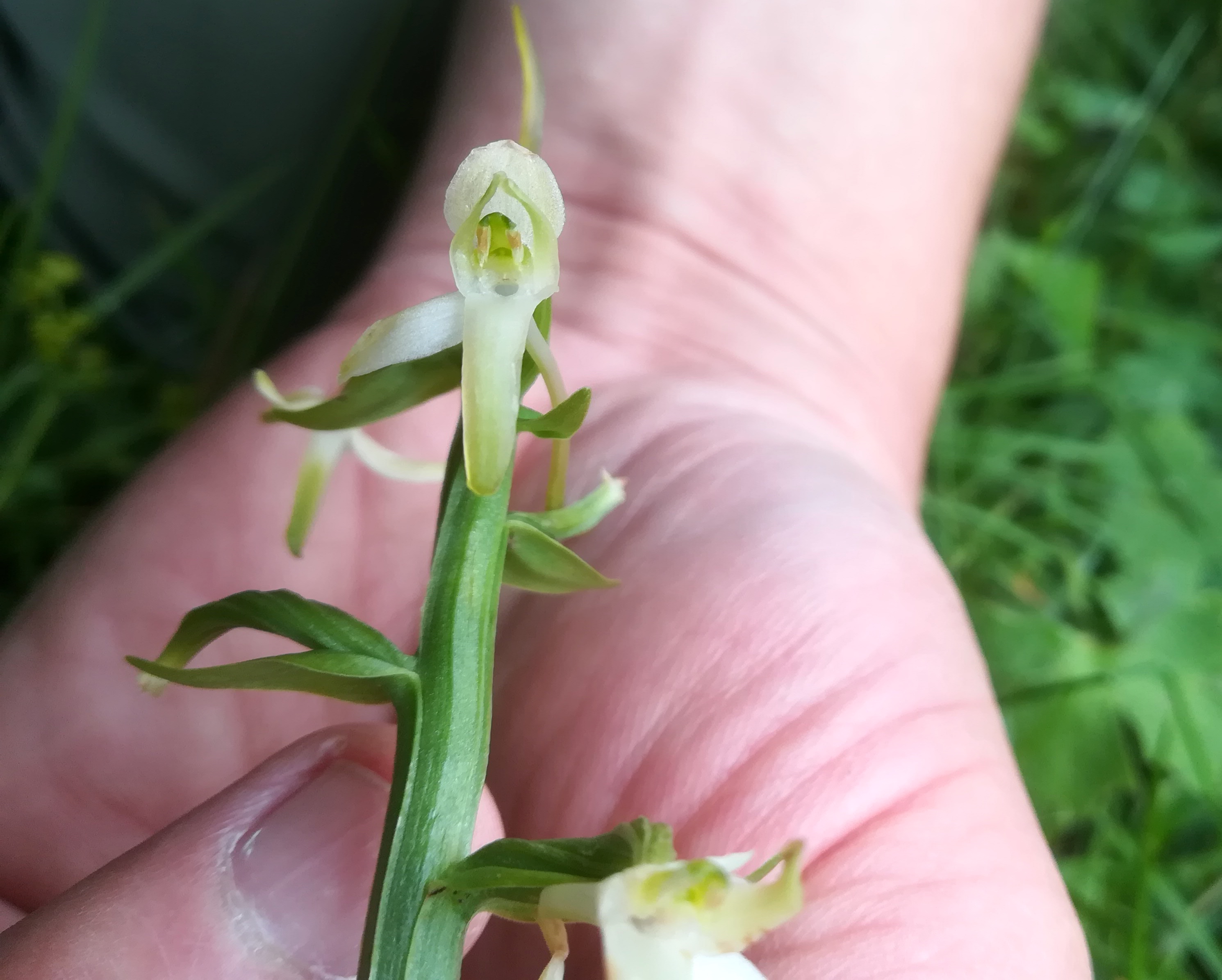 platanthera bifolia schneeberg losenheim - ochsenboden_20180615_115452.jpg