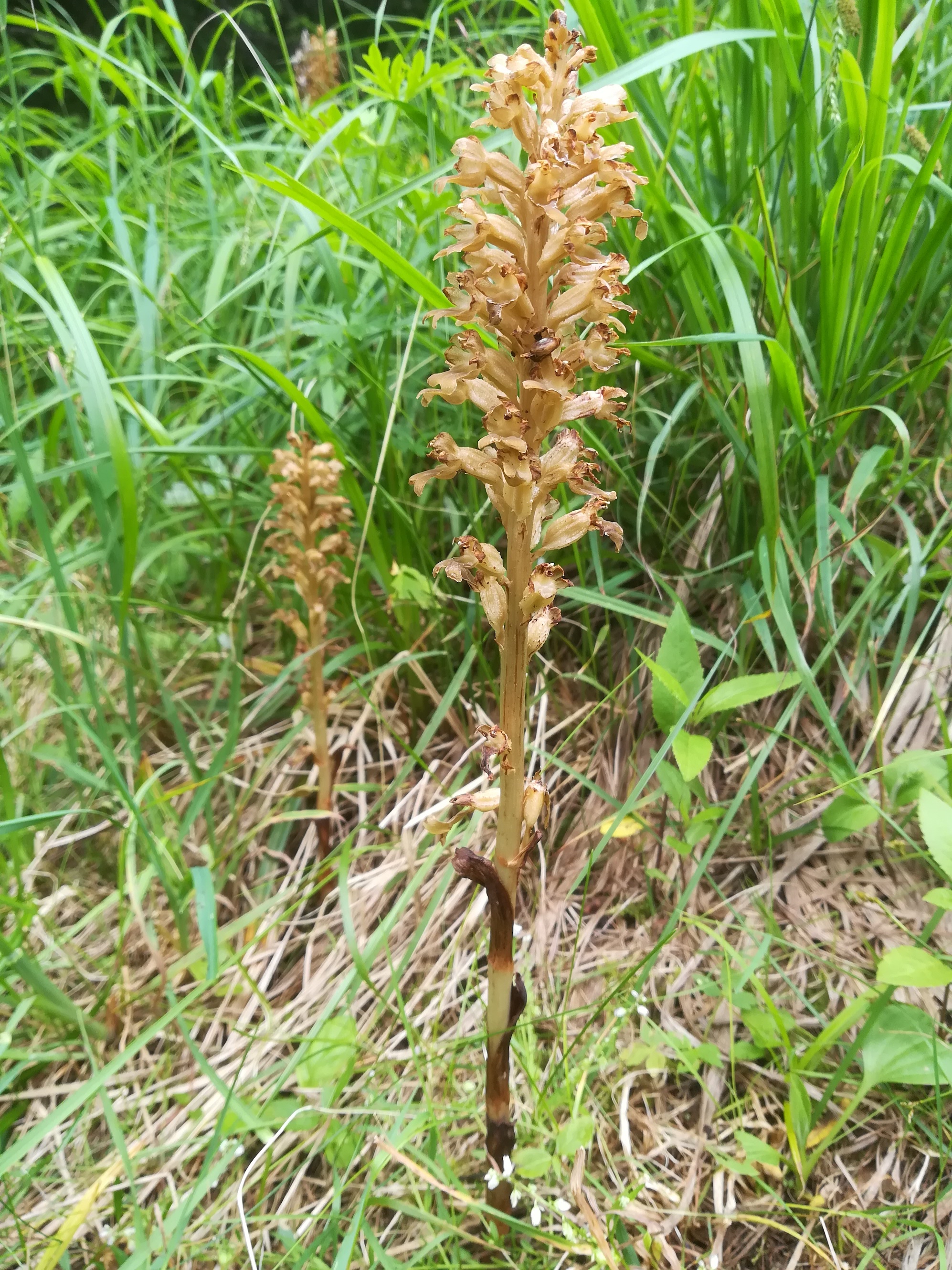 neottia nidus-avis schneeberg losenheim - ochsenboden_20180615_150929.jpg