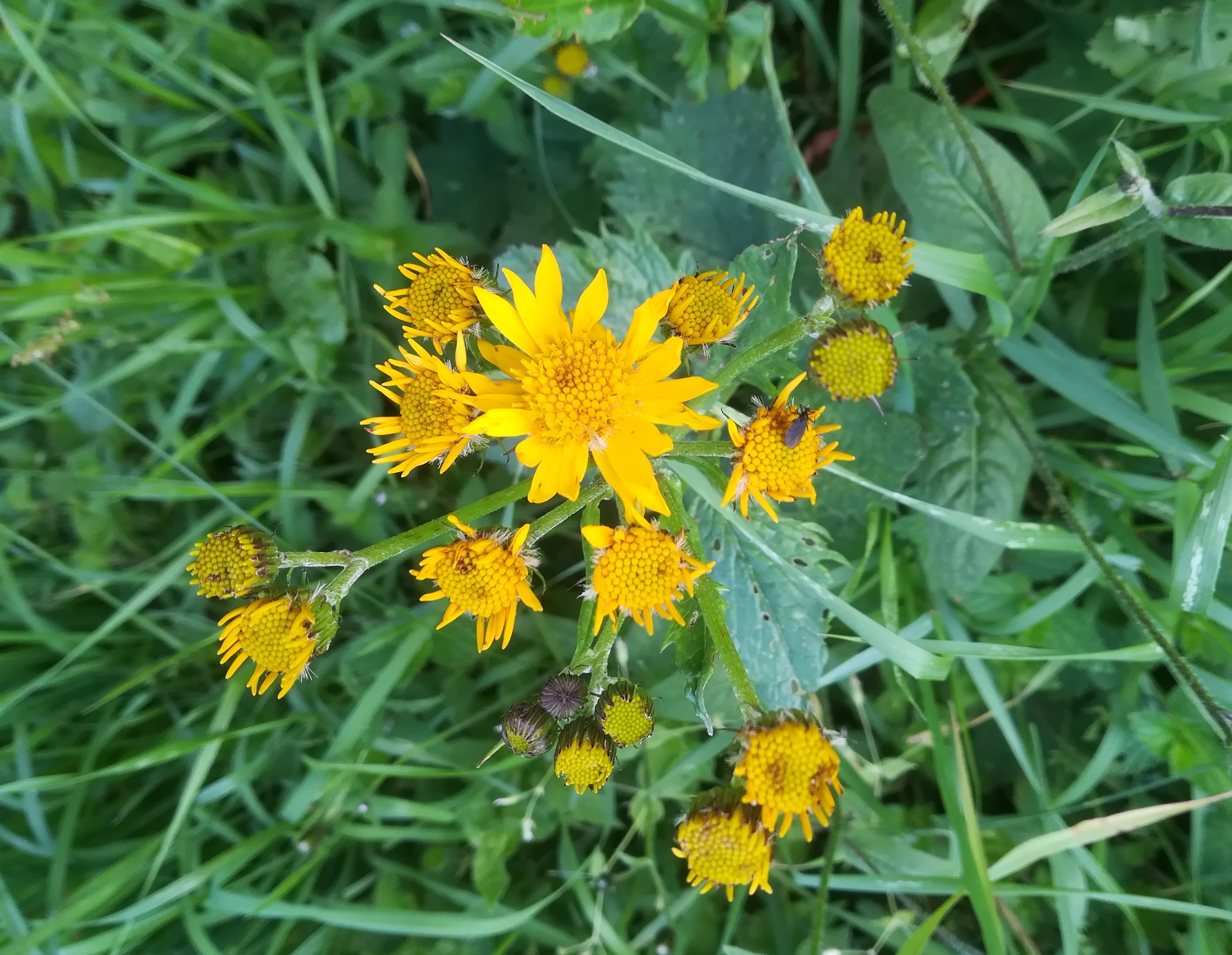 senecio subalpinus schneeberg losenheim - ochsenboden_20180615_153455.jpg