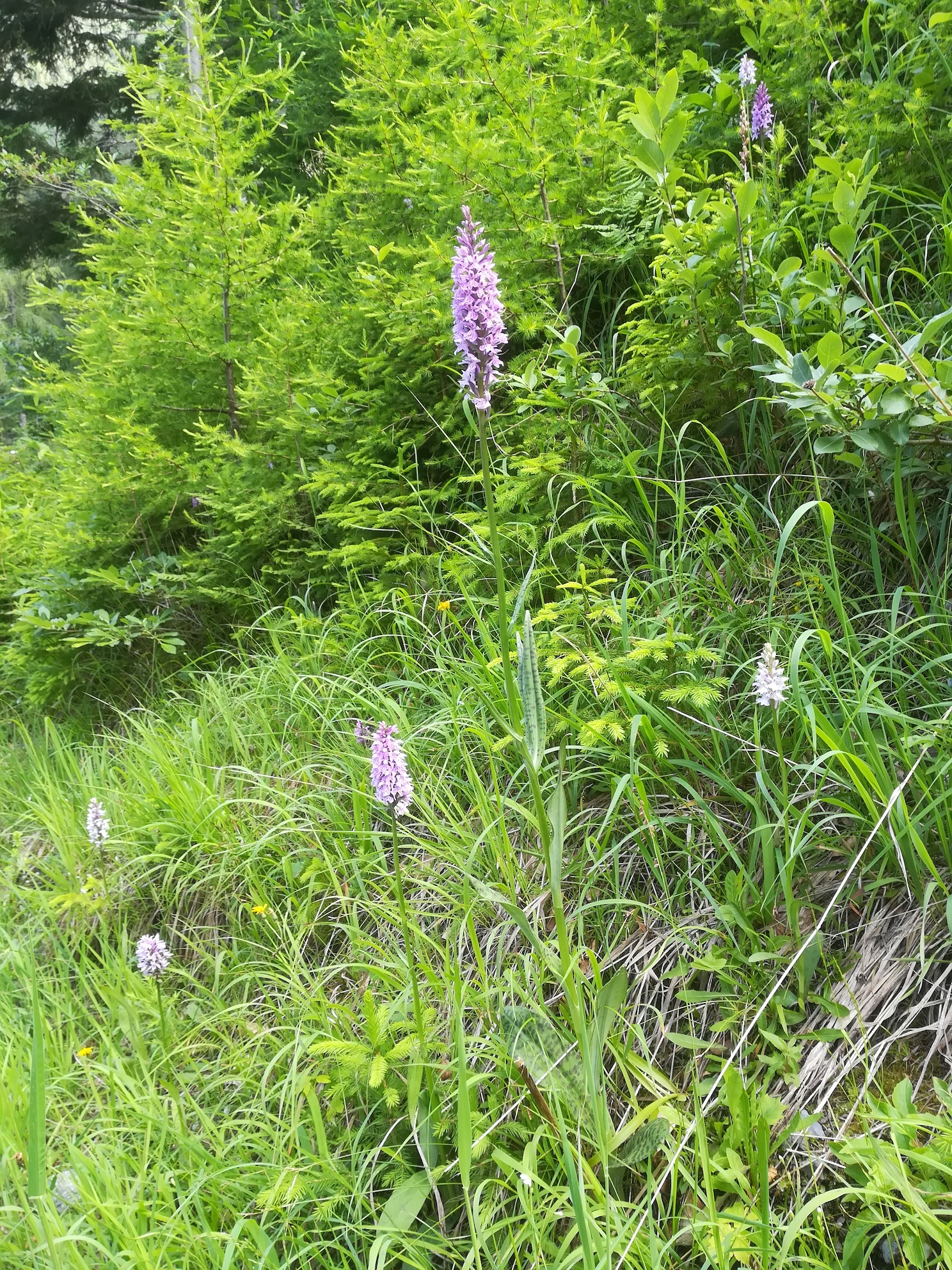 dactylorhiza maculata s. lat. schneeberg losenheim - ochsenboden_20180615_155737.jpg