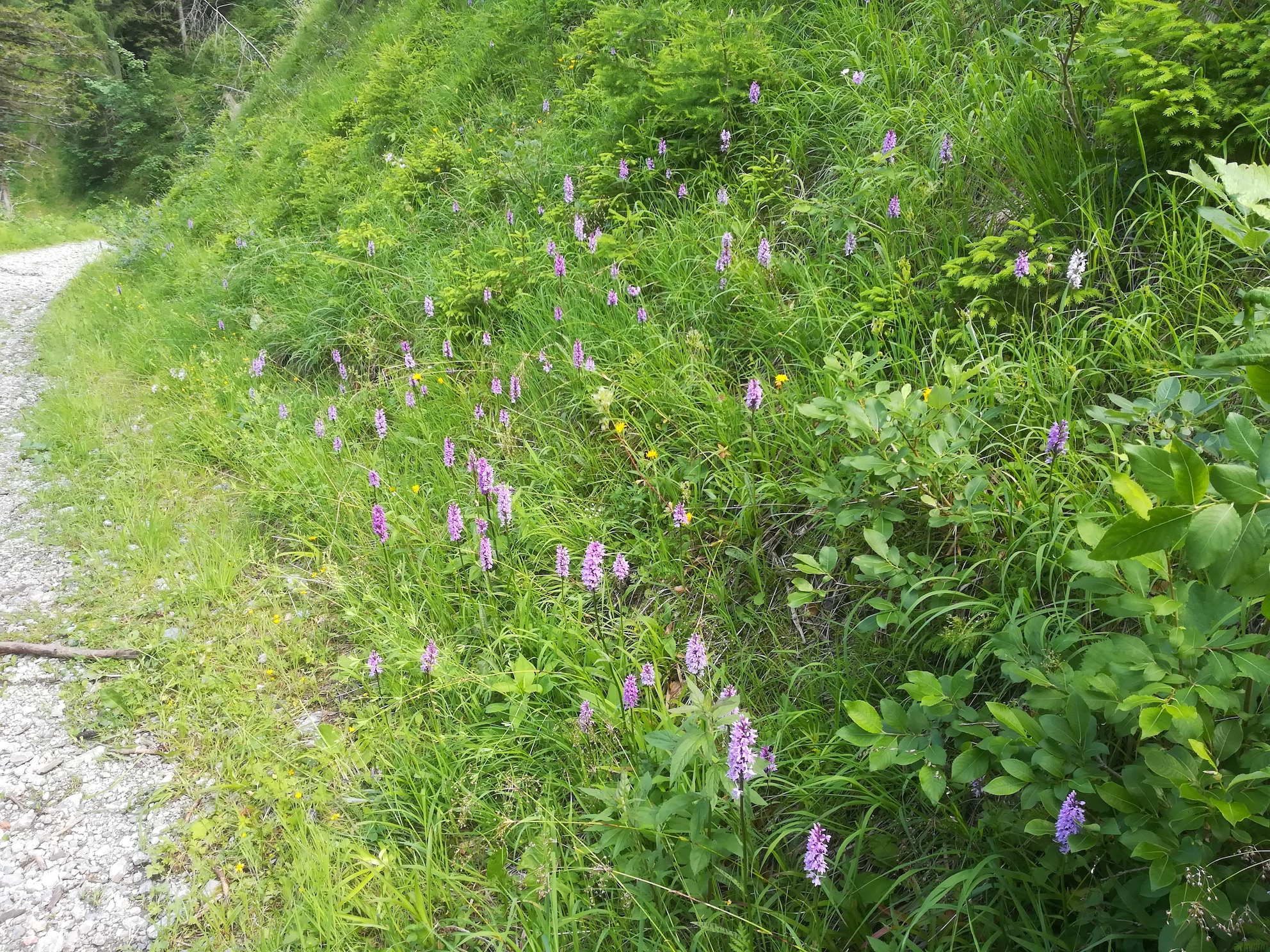 dactylorhiza maculata s. lat. schneeberg losenheim - ochsenboden_20180615_155811.jpg