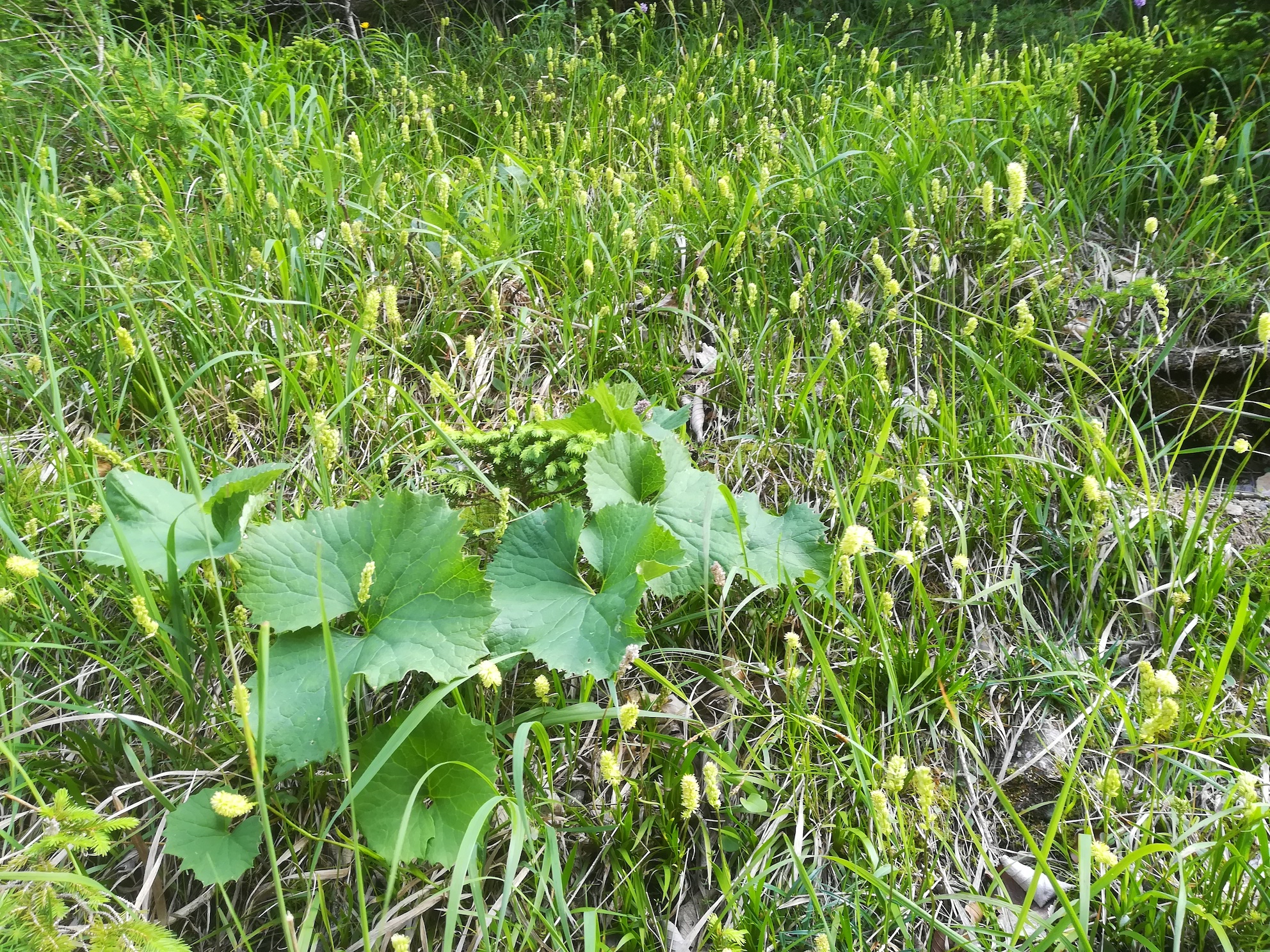 tofieldia calyculata schneeberg losenheim - ochsenboden_20180615_160830.jpg