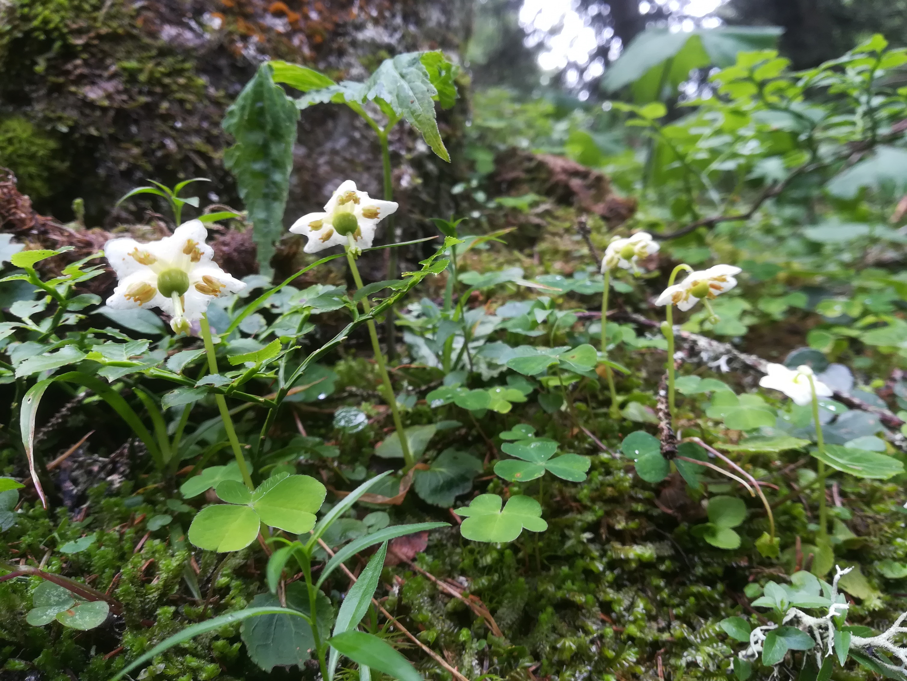 moneses uniflora schneeberg losenheim - ochsenboden_20180615_141029.jpg