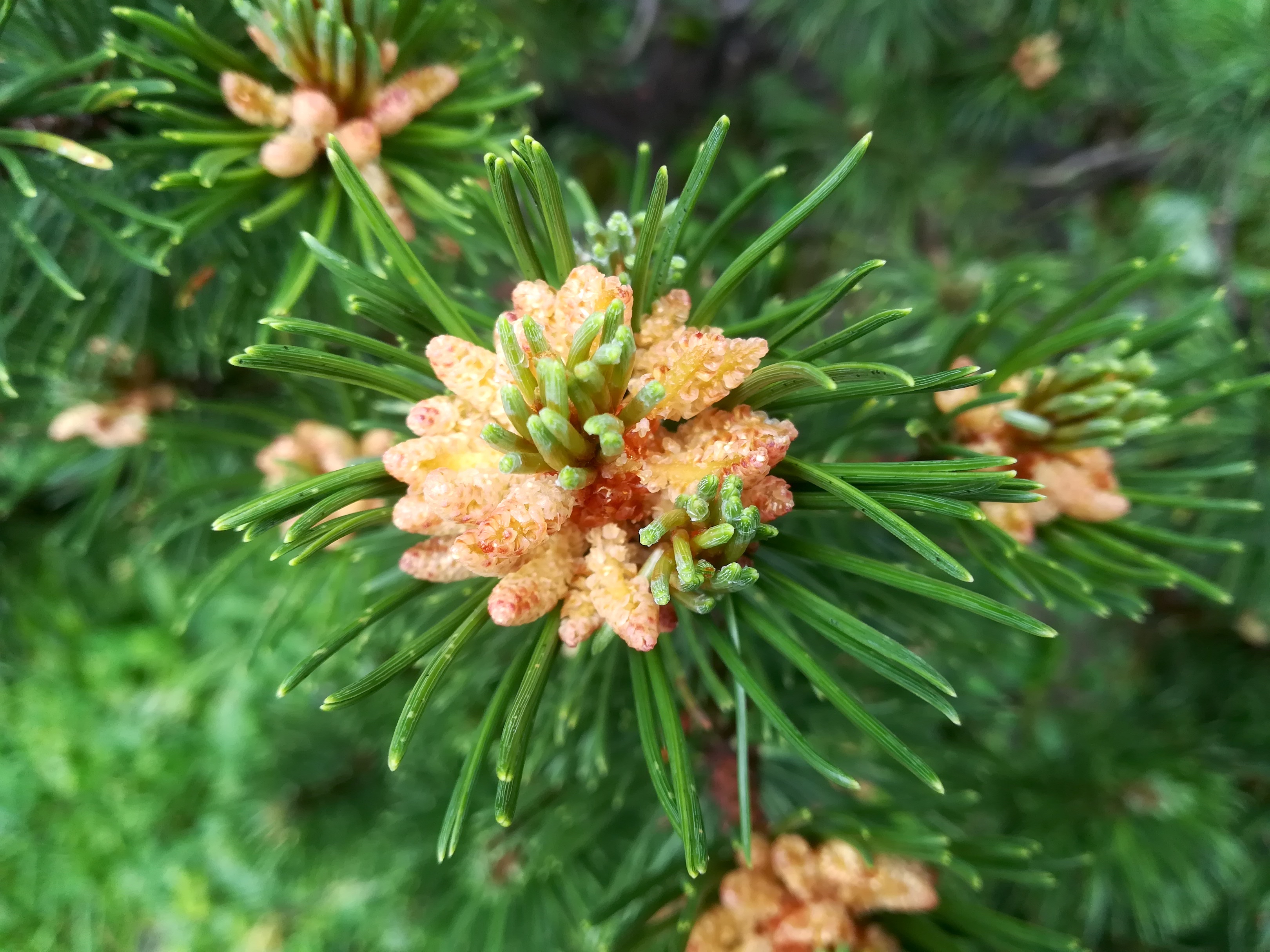 pinus mugo schneeberg losenheim - ochsenboden_20180615_123858.jpg