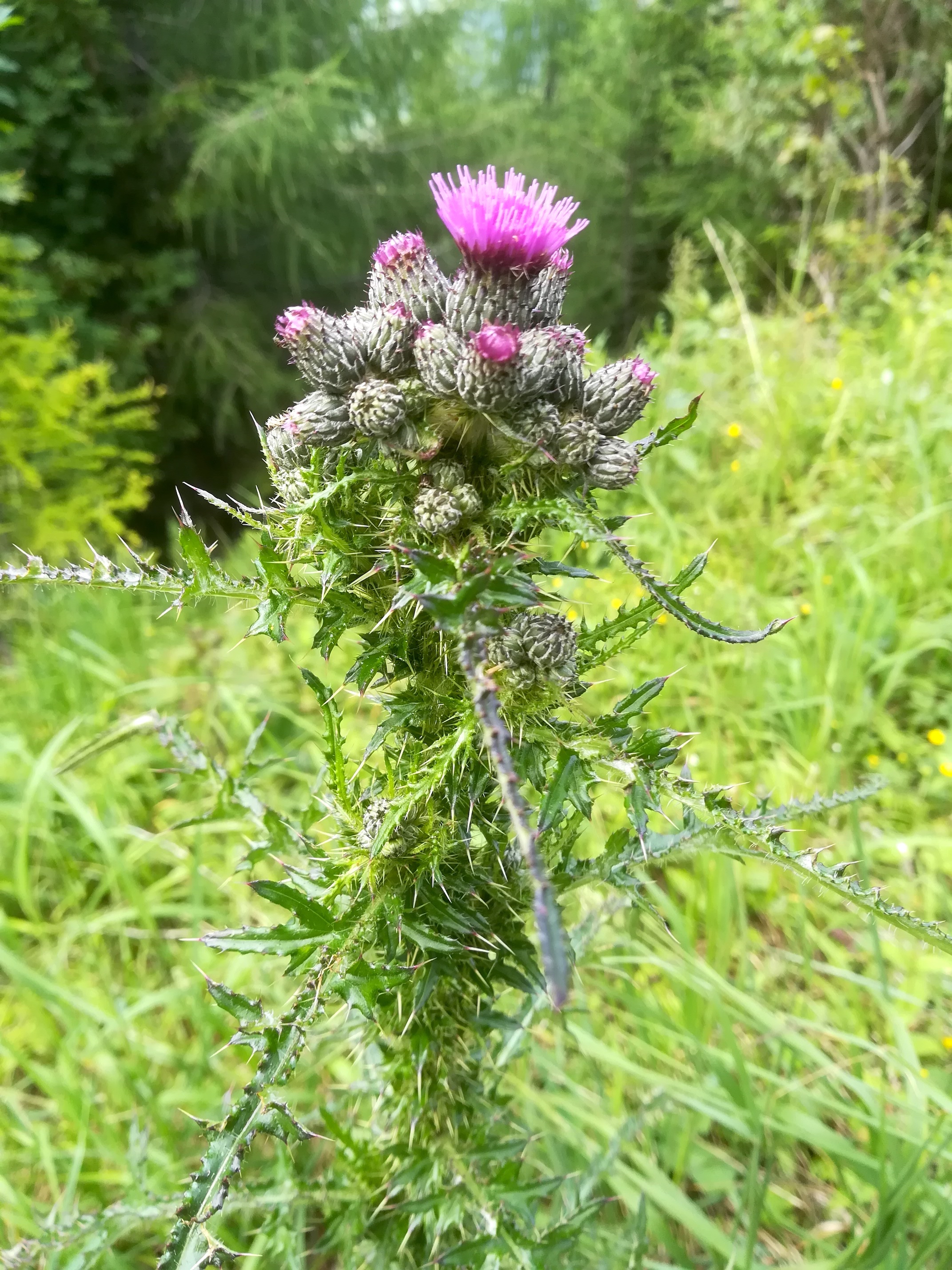 cirsium rivulare schneeberg losenheim - ochsenboden_20180615_144656.jpg