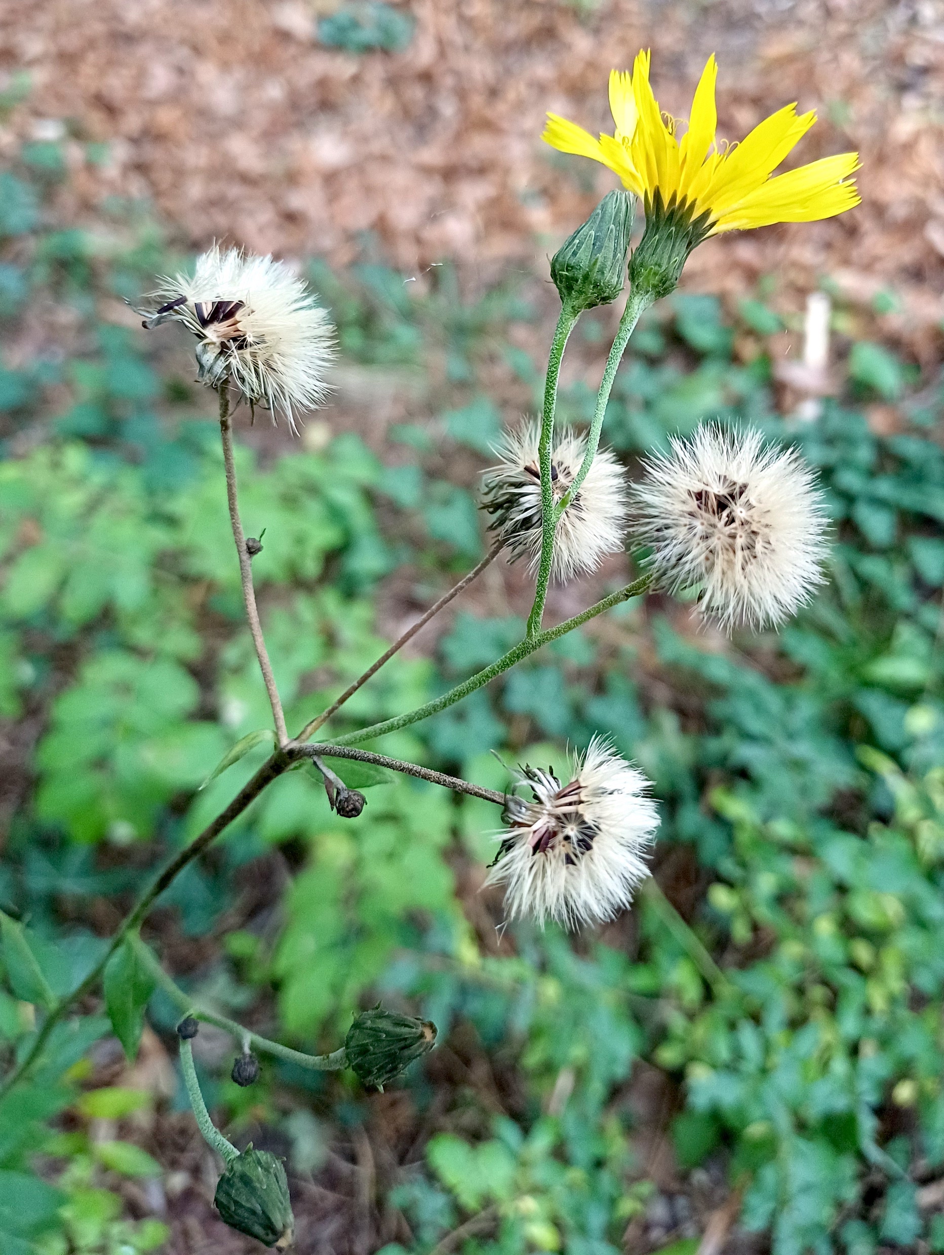 hieracium cf. sabaudum kalvarienberg maria-ellend 20251017_093123.jpg