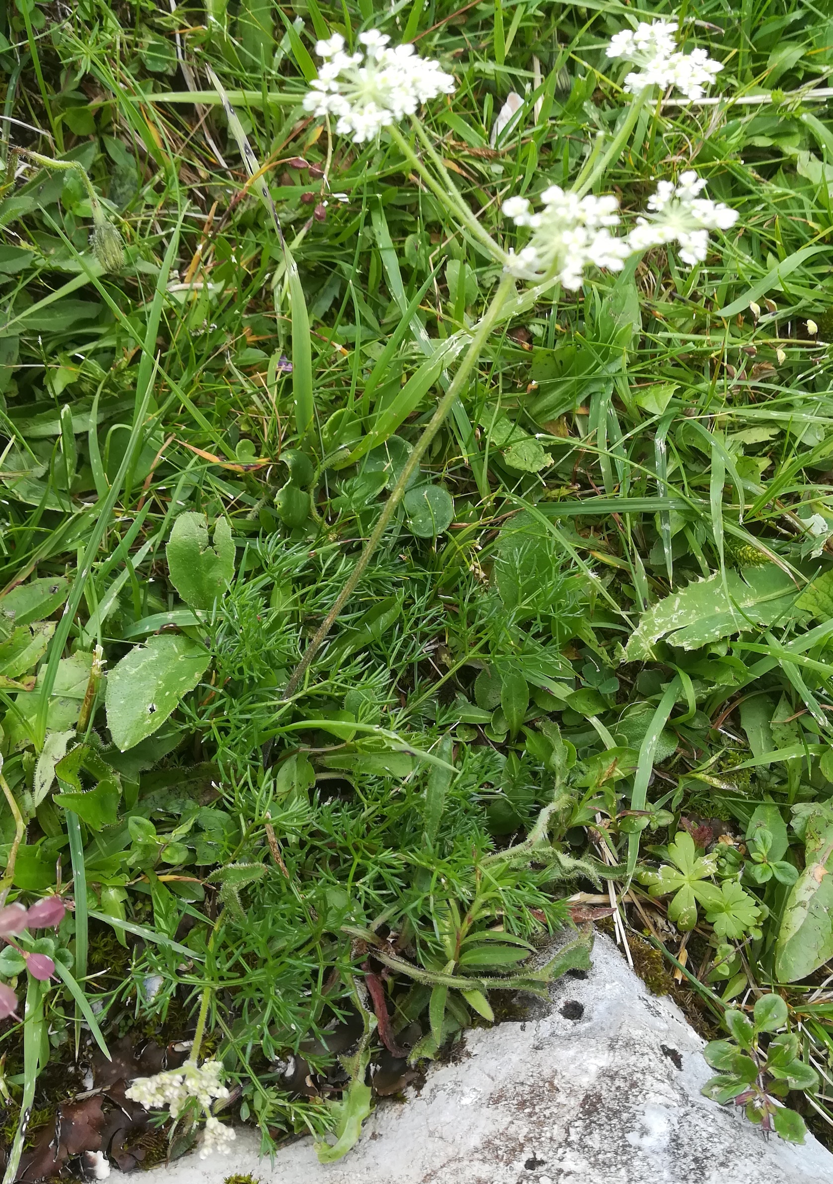 x schneeberg losenheim - ochsenboden_20180615_133512.jpg